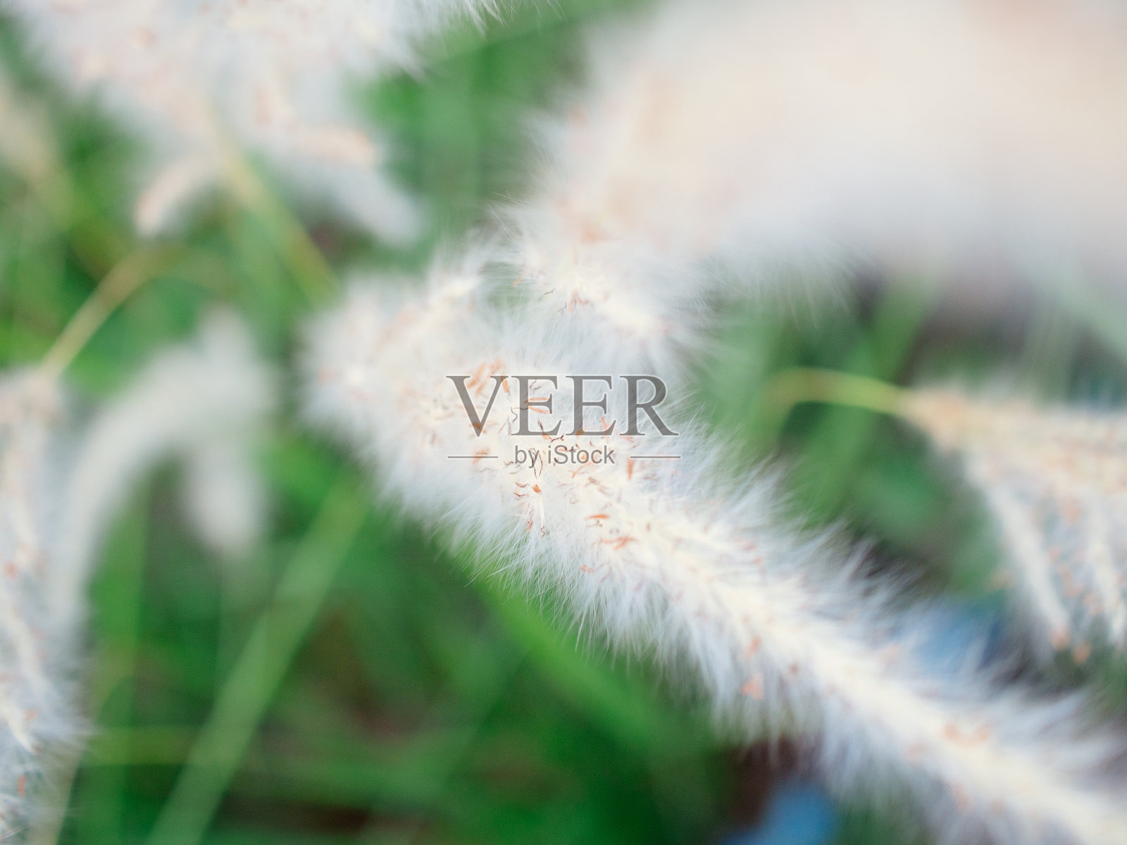 草花特写照片摄影图片