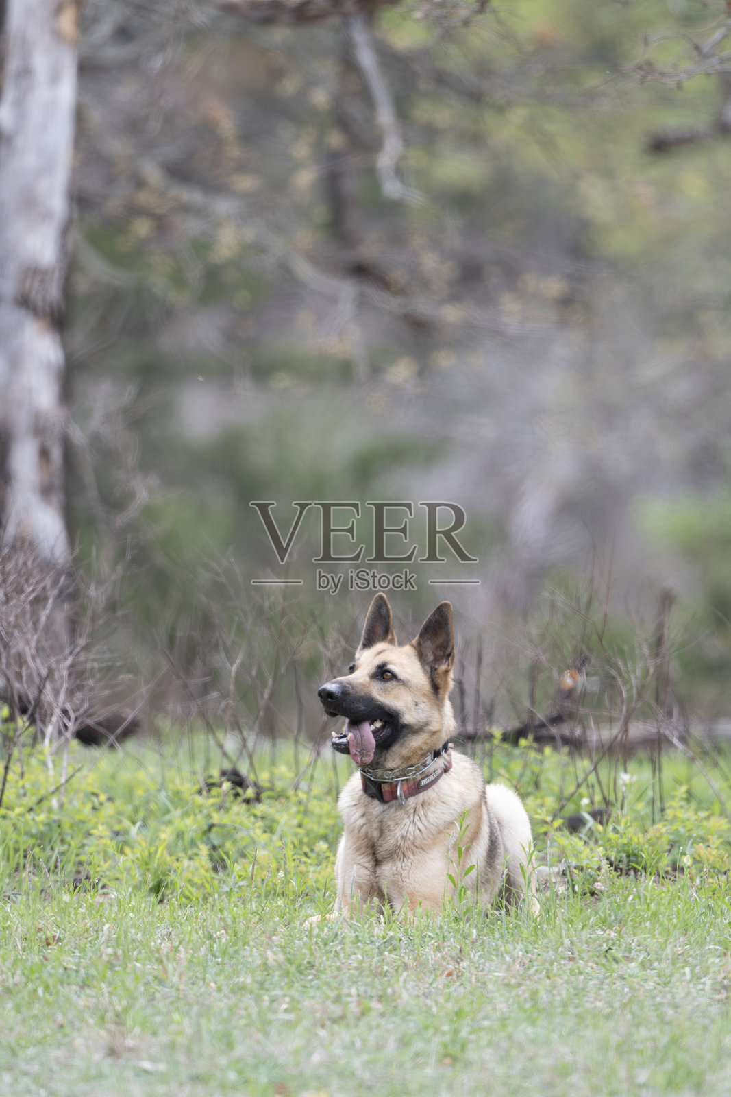 乖女孩弗蕾雅照片摄影图片