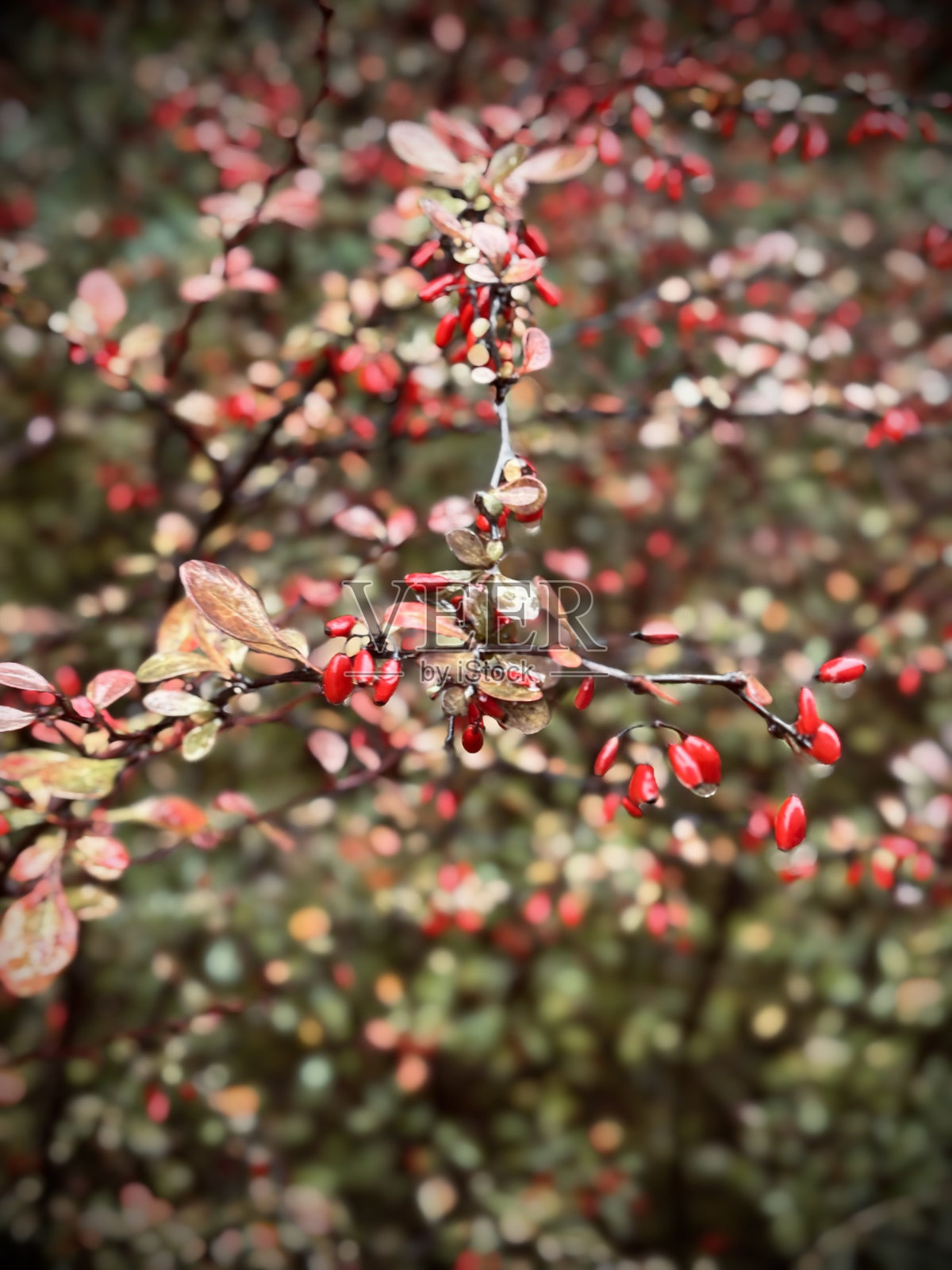 小檗照片摄影图片