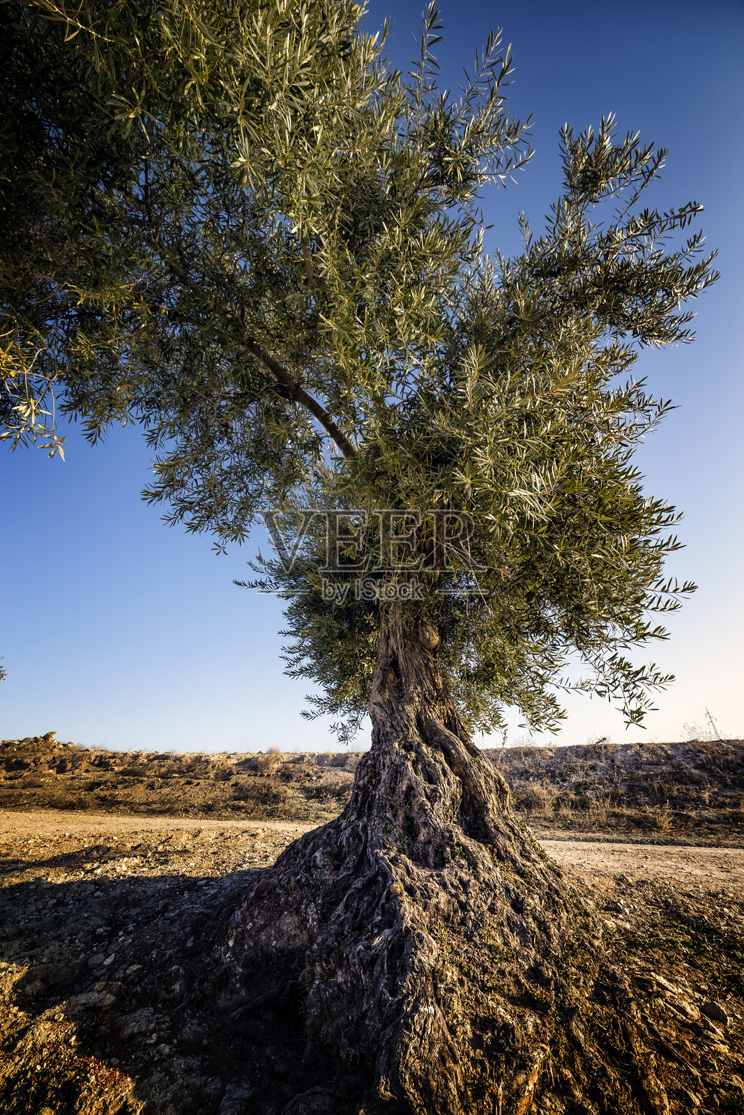 平托的橄榄树照片摄影图片