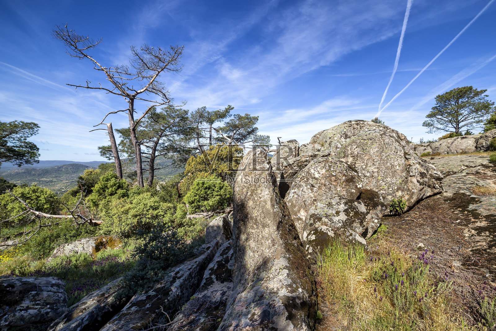 佩尼亚穆尼亚的松树照片摄影图片