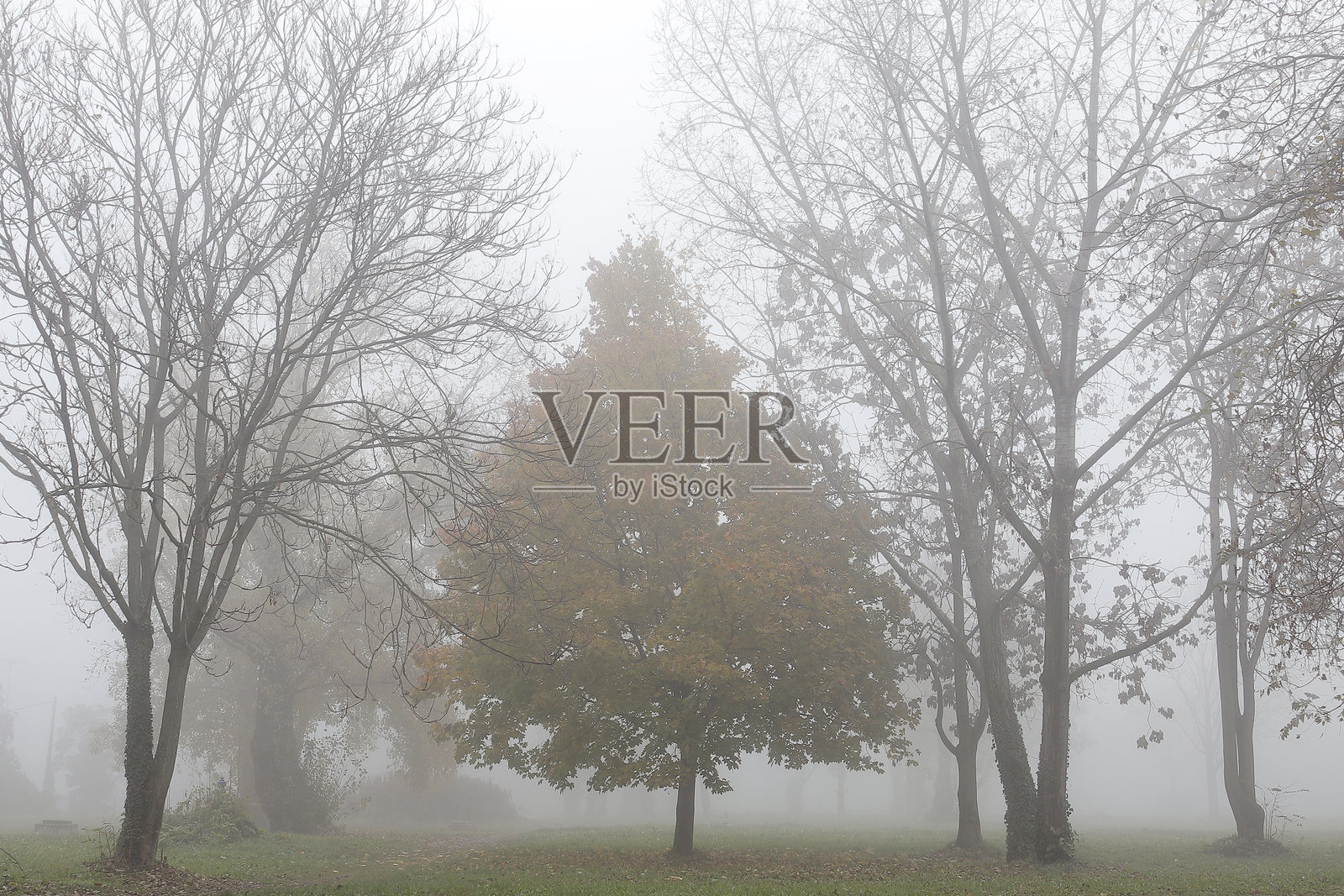 雾中的树照片摄影图片