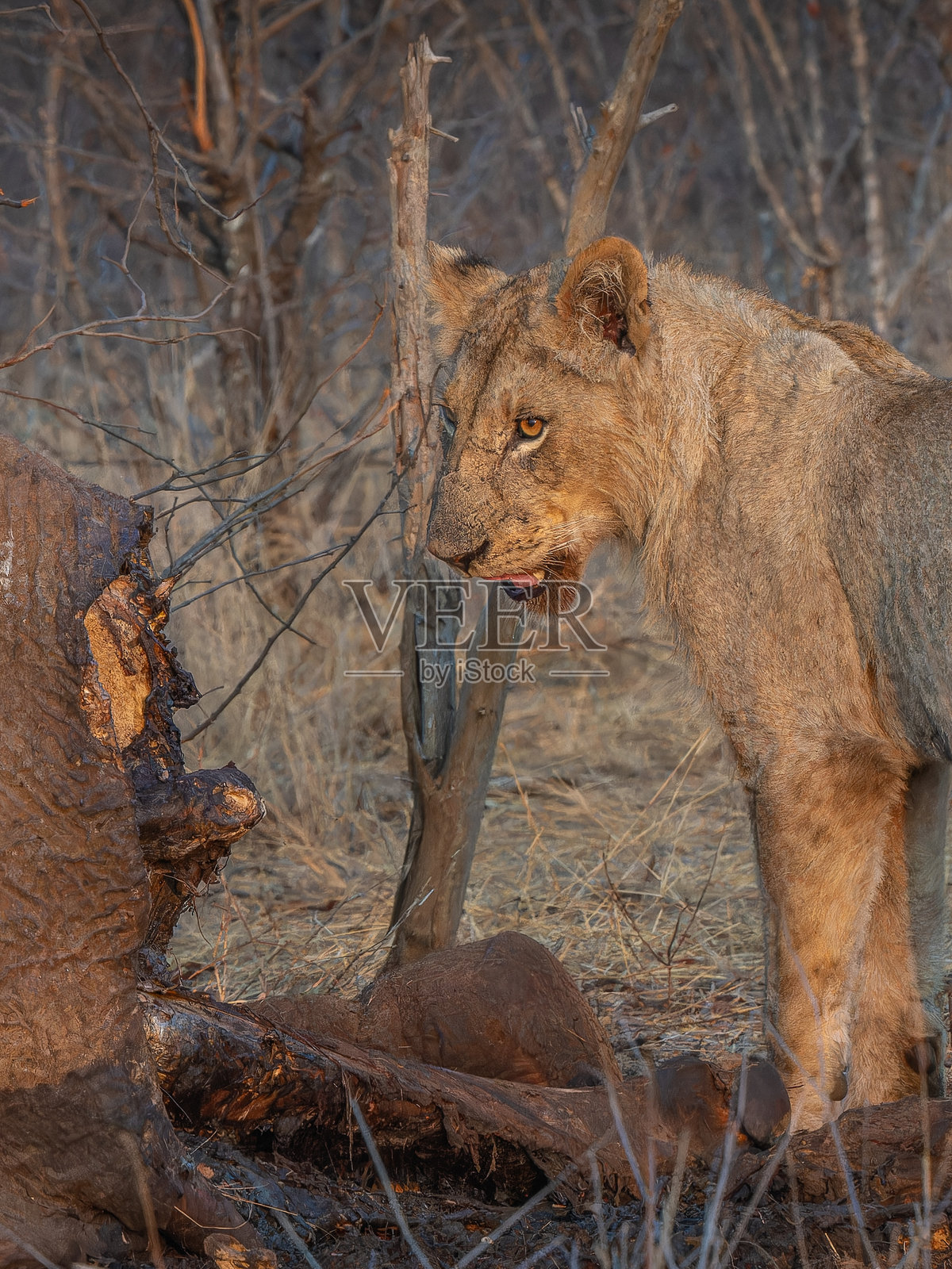 零食时间照片摄影图片