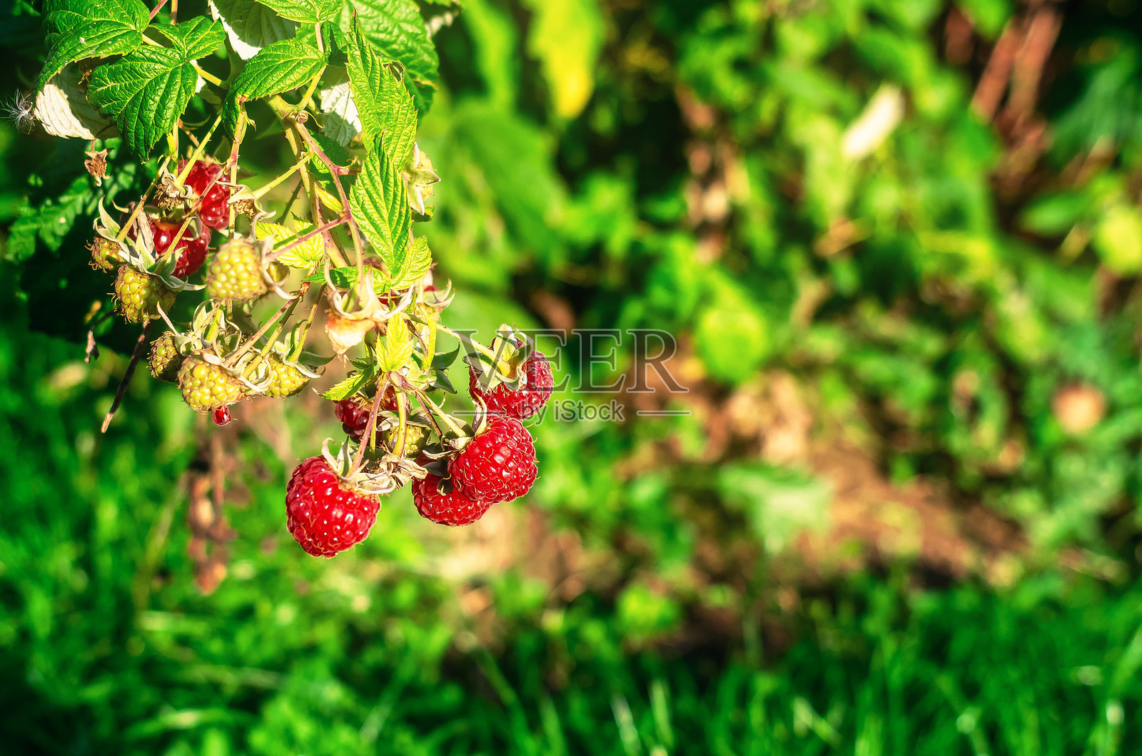 阳光照耀下的红树莓果实挂在灌木上,旁边还有未成熟的绿色果实。护理的秘密。照片摄影图片