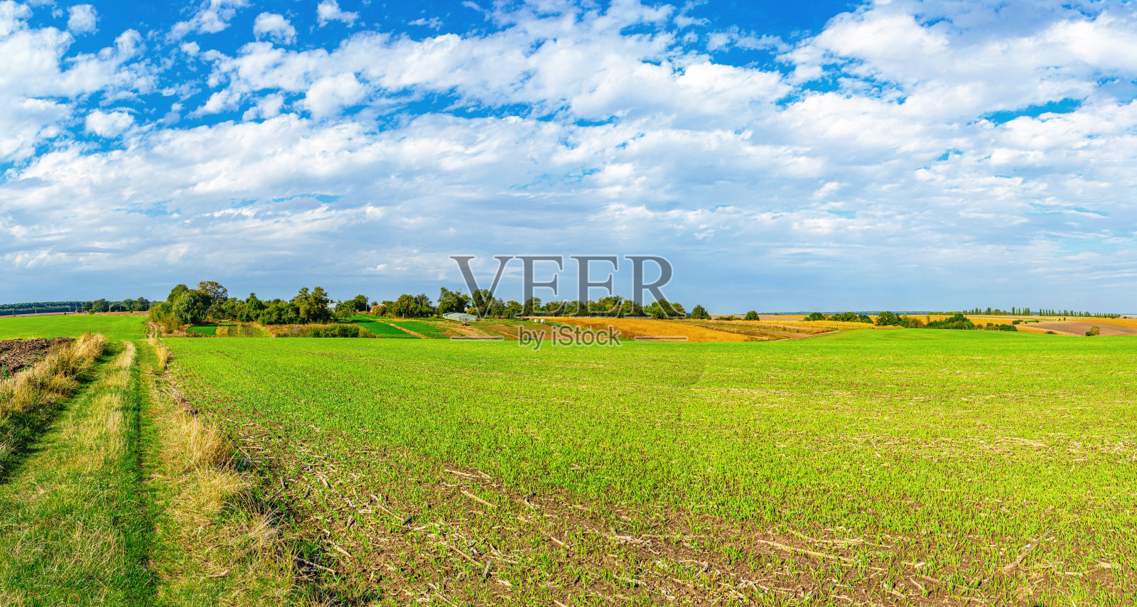 阳光明媚的乡村田野风景。蓝天白云,地平线上有树木和房屋的山丘。乌克兰。照片摄影图片