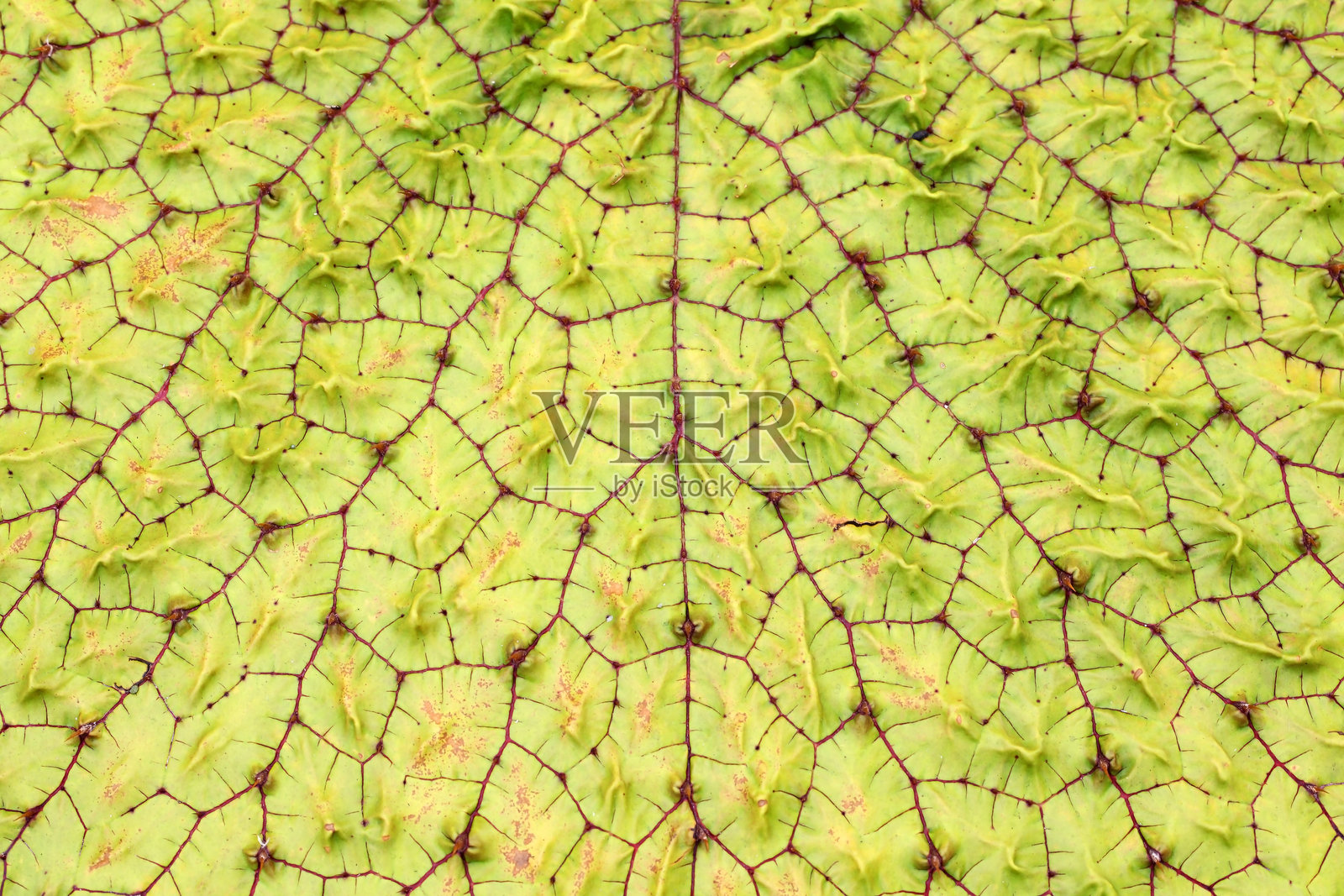 特写镜头展示一片大型绿色叶子,细致的脉络和纹理突显自然的图案和有机设计。照片摄影图片