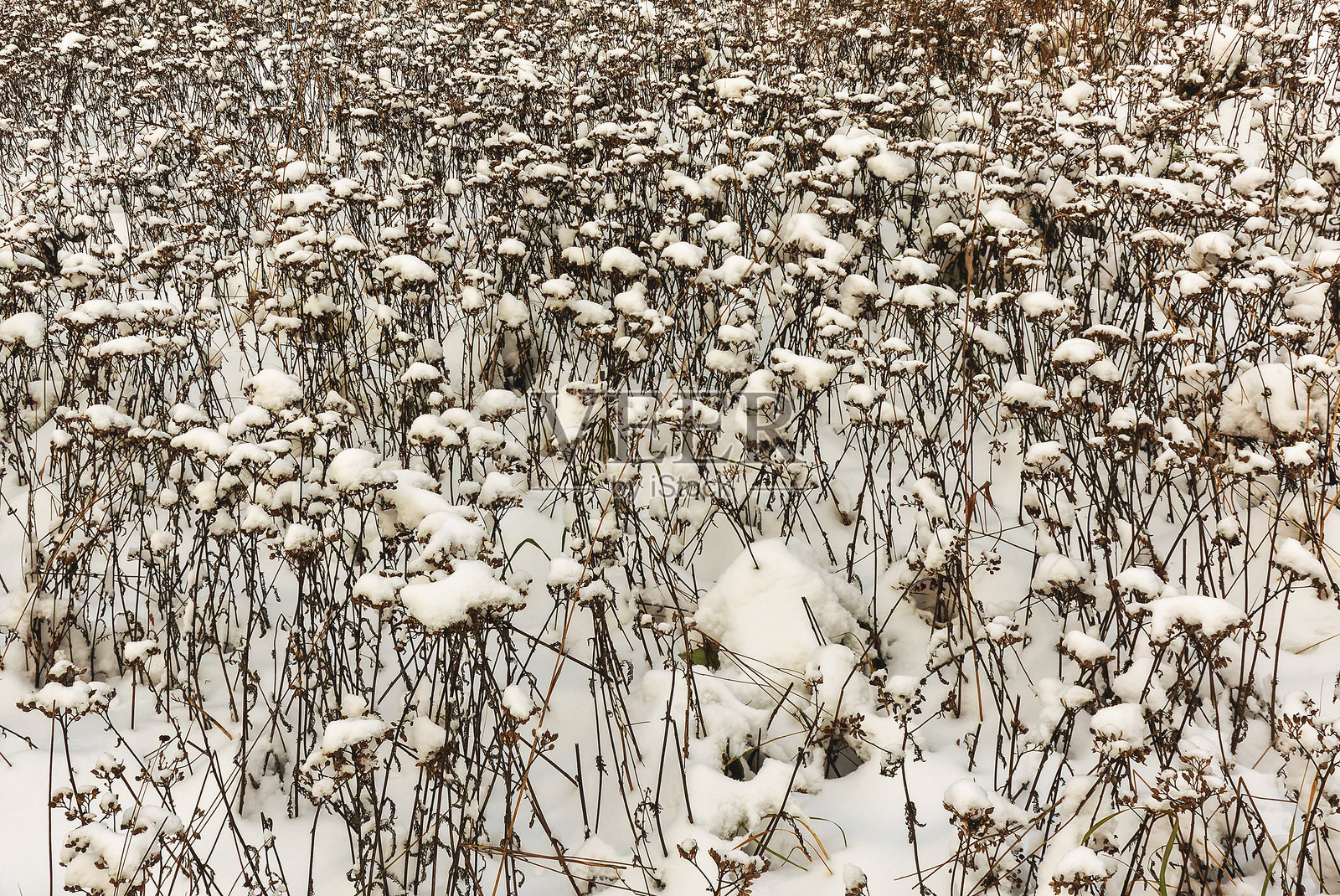 冬季背景中的雪覆盖干燥的蓍草照片摄影图片