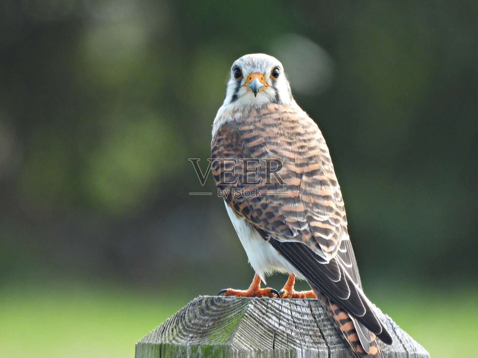 美洲小隼(Falco sparverius)- 栖息在木桩上照片摄影图片