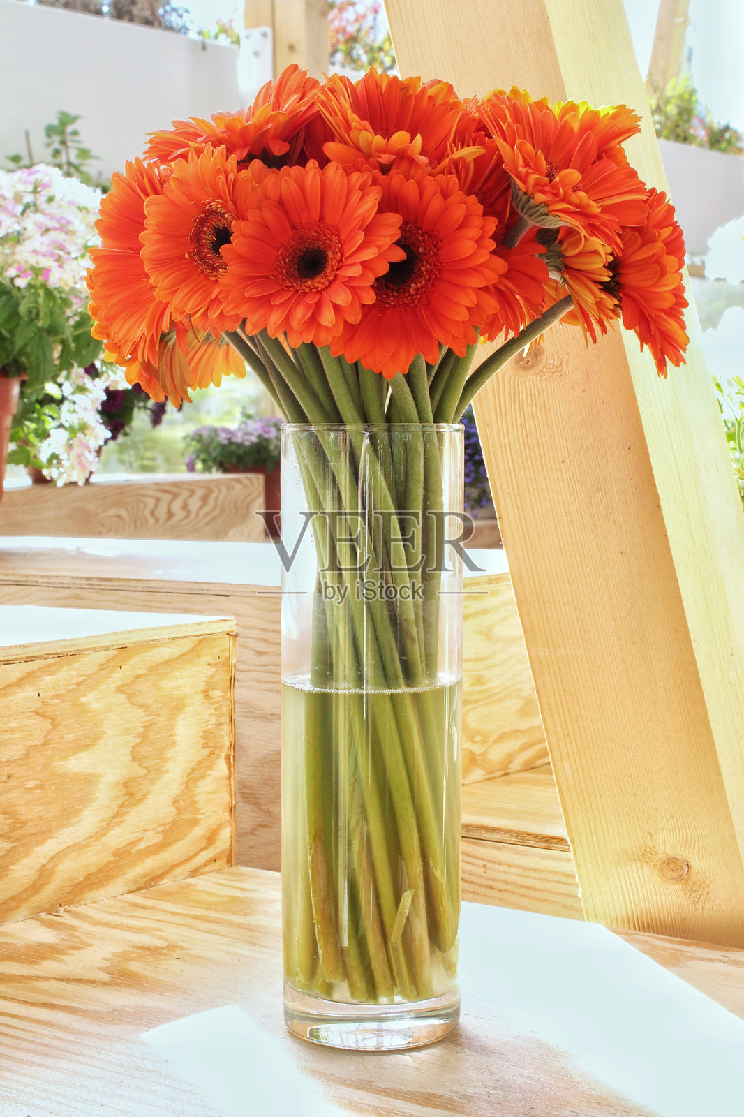 一束生机勃勃的橙色非洲菊,放在透明玻璃花瓶中,花茎延伸入水中。橙色非洲菊的特写。花朵盛开,花瓣呈深厚的橙色。照片摄影图片