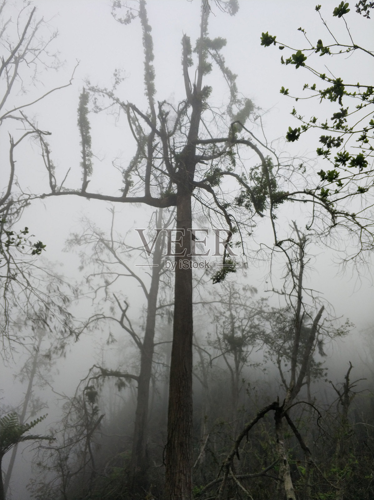 山中雾中的丛林,暴风雨后的森林。雾中的树木、棕榈树和火山喷发后四处破碎的树枝。照片摄影图片