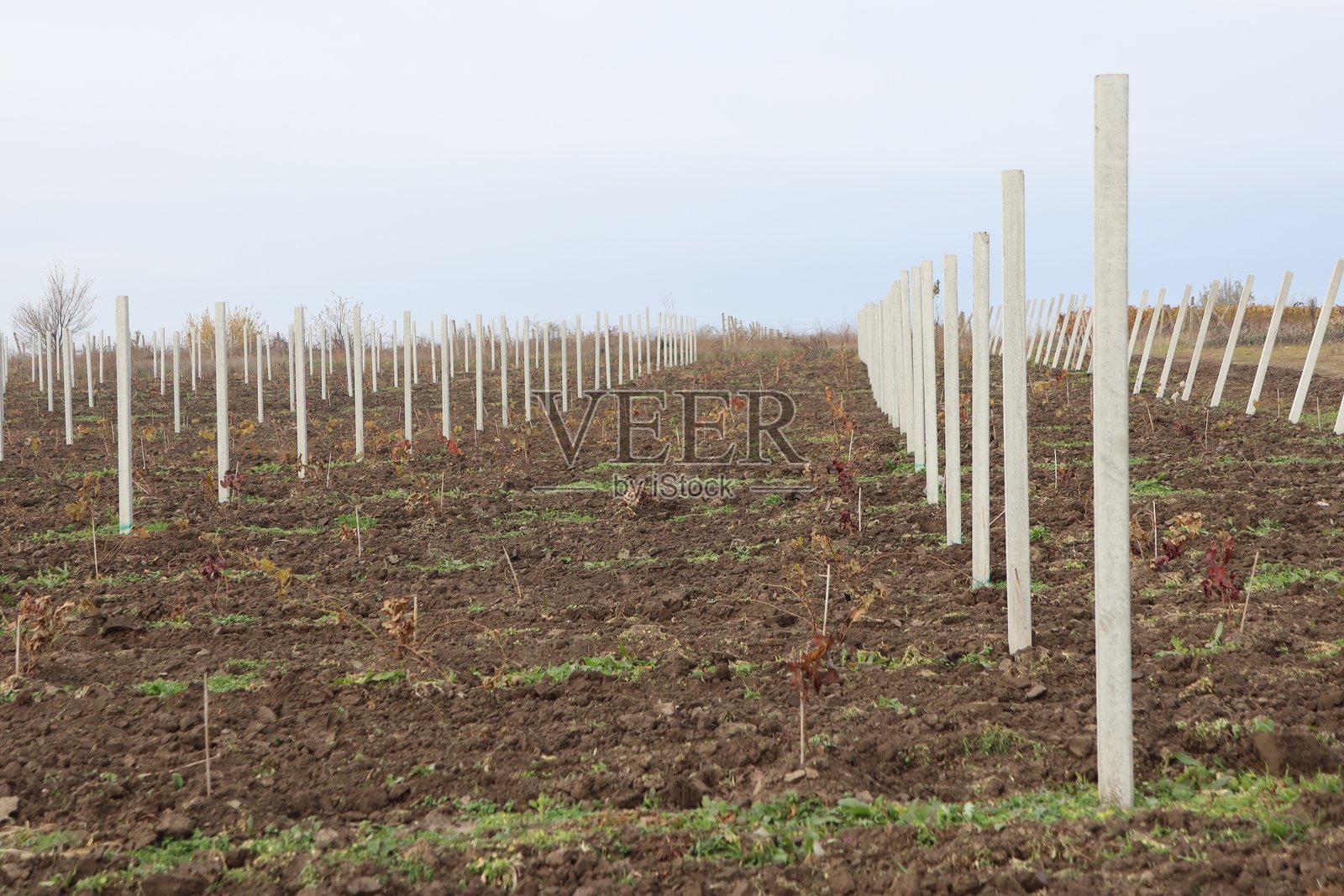 田野中年轻葡萄藤被坚固支柱支撑的葡萄园行列照片摄影图片