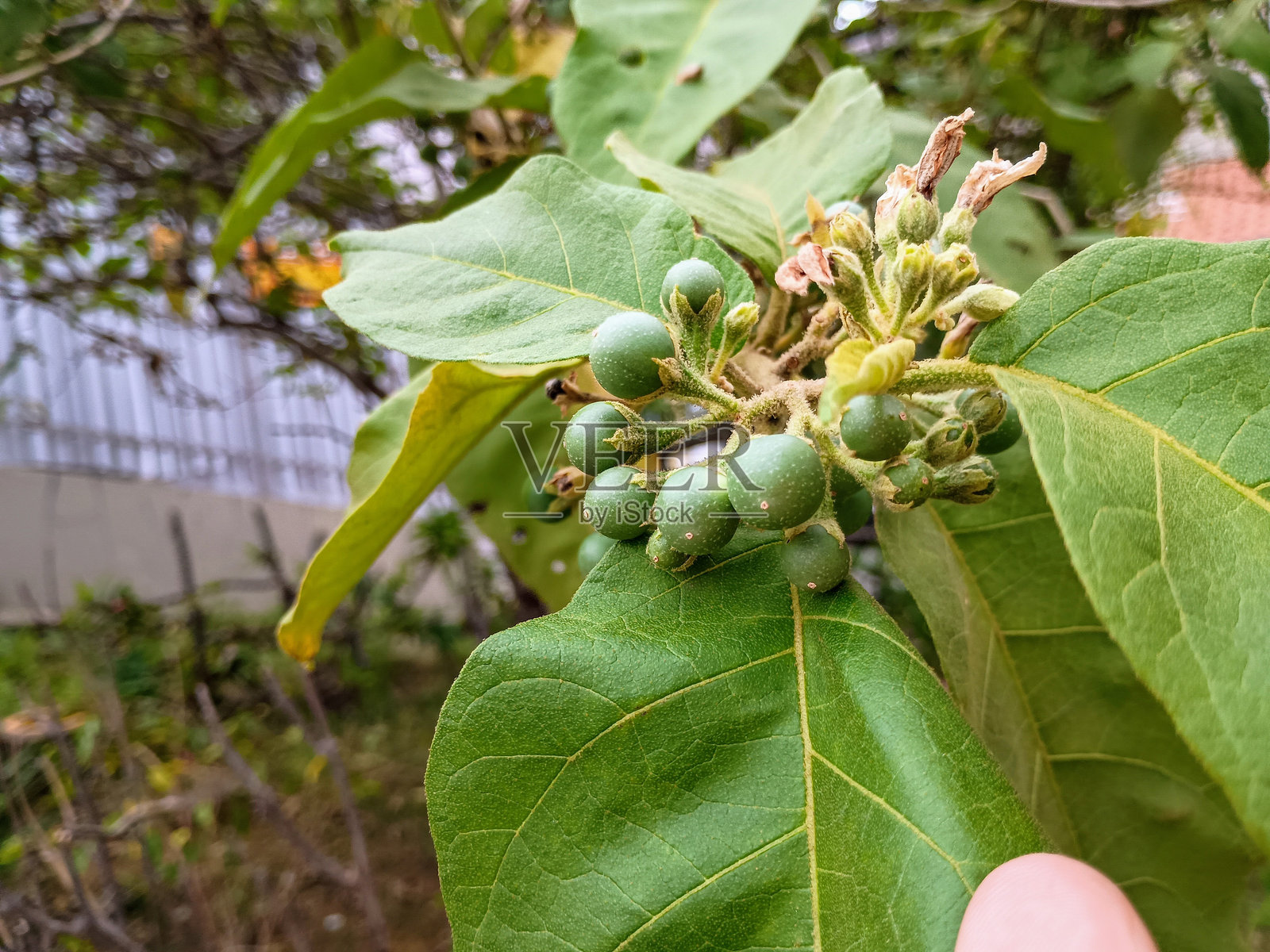 朱鲁贝巴照片摄影图片