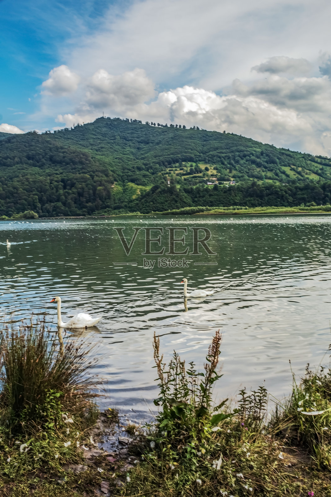 风景 - 森林 - 欧洲,罗马尼亚,苏恰瓦地区照片摄影图片