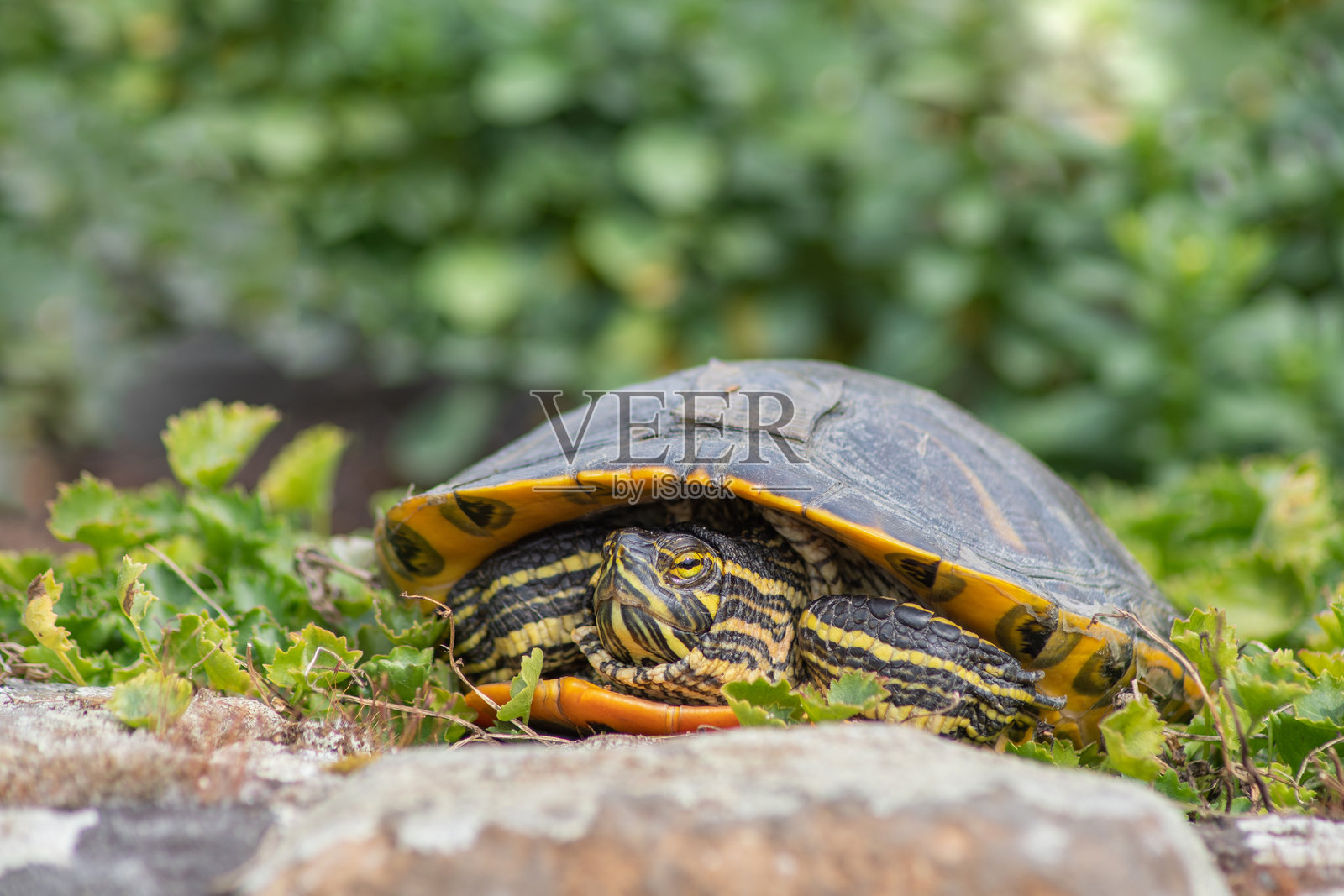 带有黄色条纹和棕色壳的淡水池龟肖像,异国情调照片摄影图片
