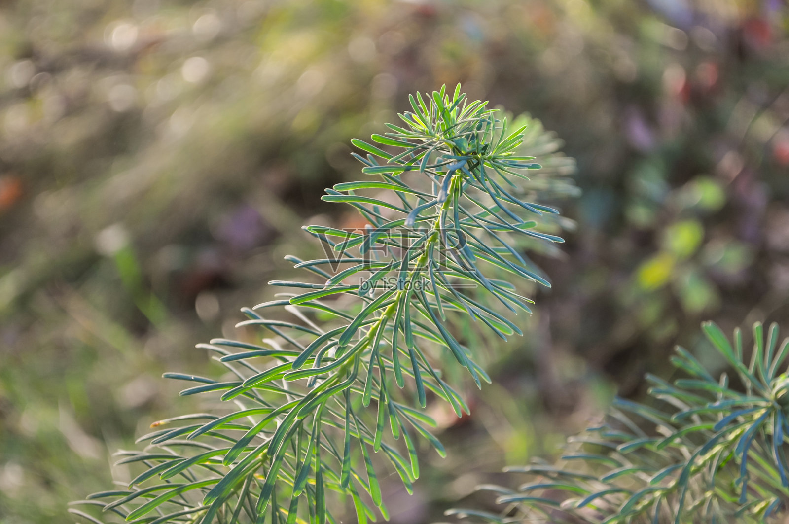 幼小的圆叶大戟植物照片摄影图片