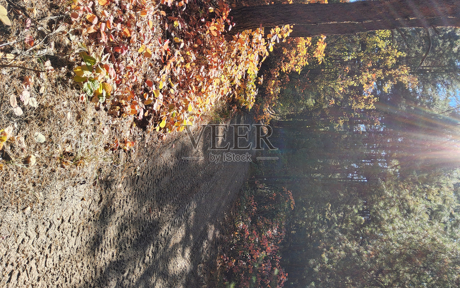 秋天的松树林,秋季色彩,阳光明媚的一天。乌克兰,德尼普罗。照片摄影图片