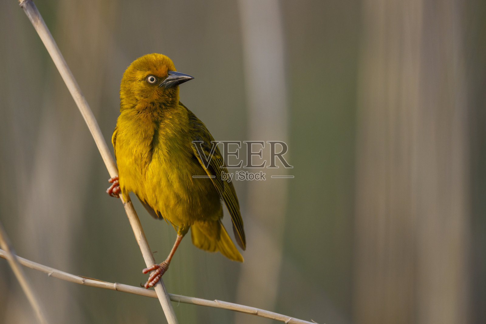 南非西开普省花园大道的开普织布鸟(Ploceus capensis),栖息在荒野中。照片摄影图片