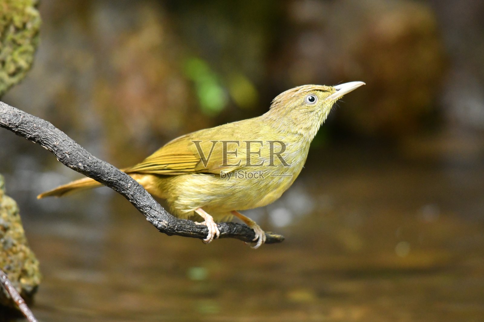 灰眼鸫照片摄影图片