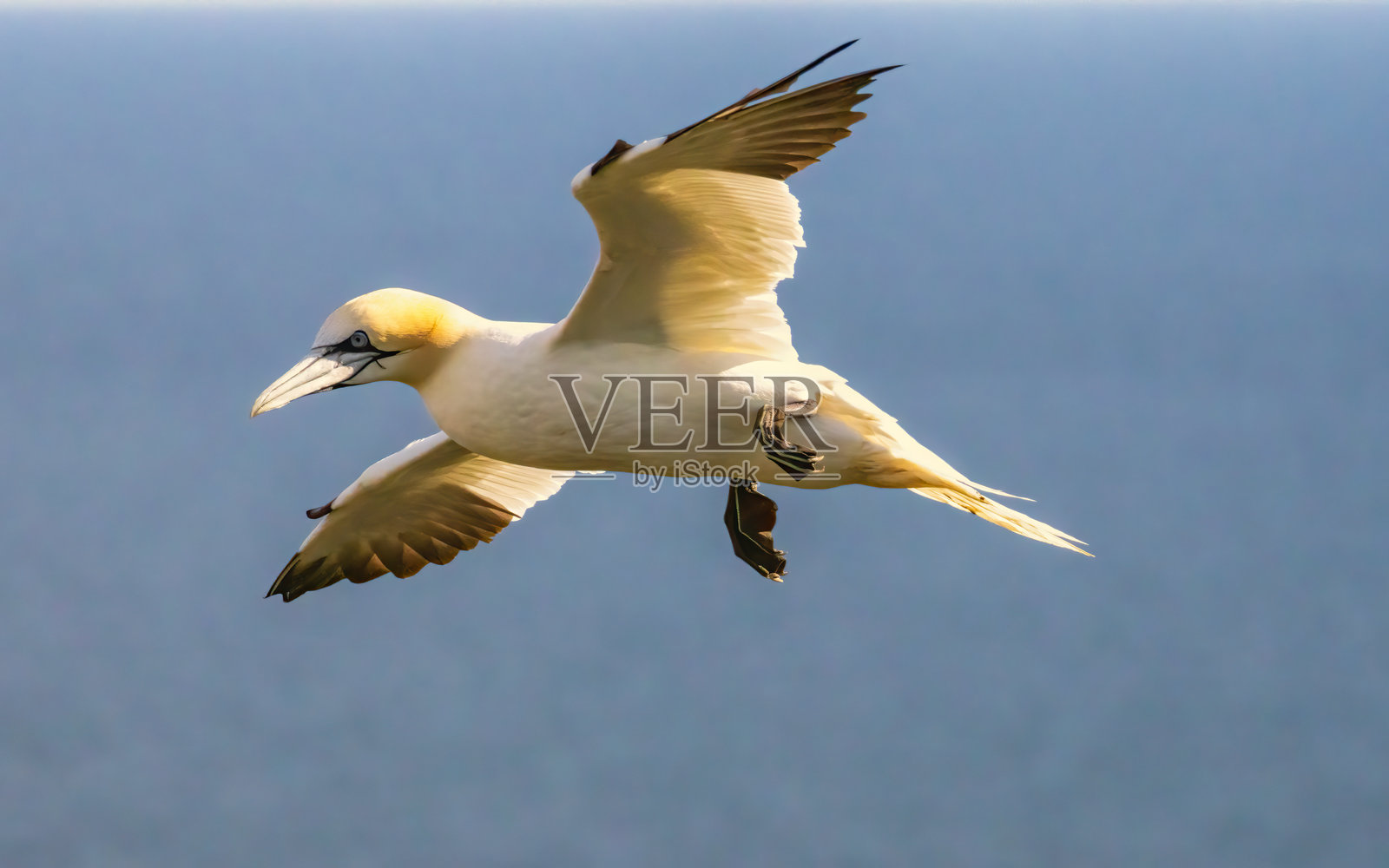在英国贝姆普顿悬崖的繁殖岩石上的北方鸬鹚照片摄影图片