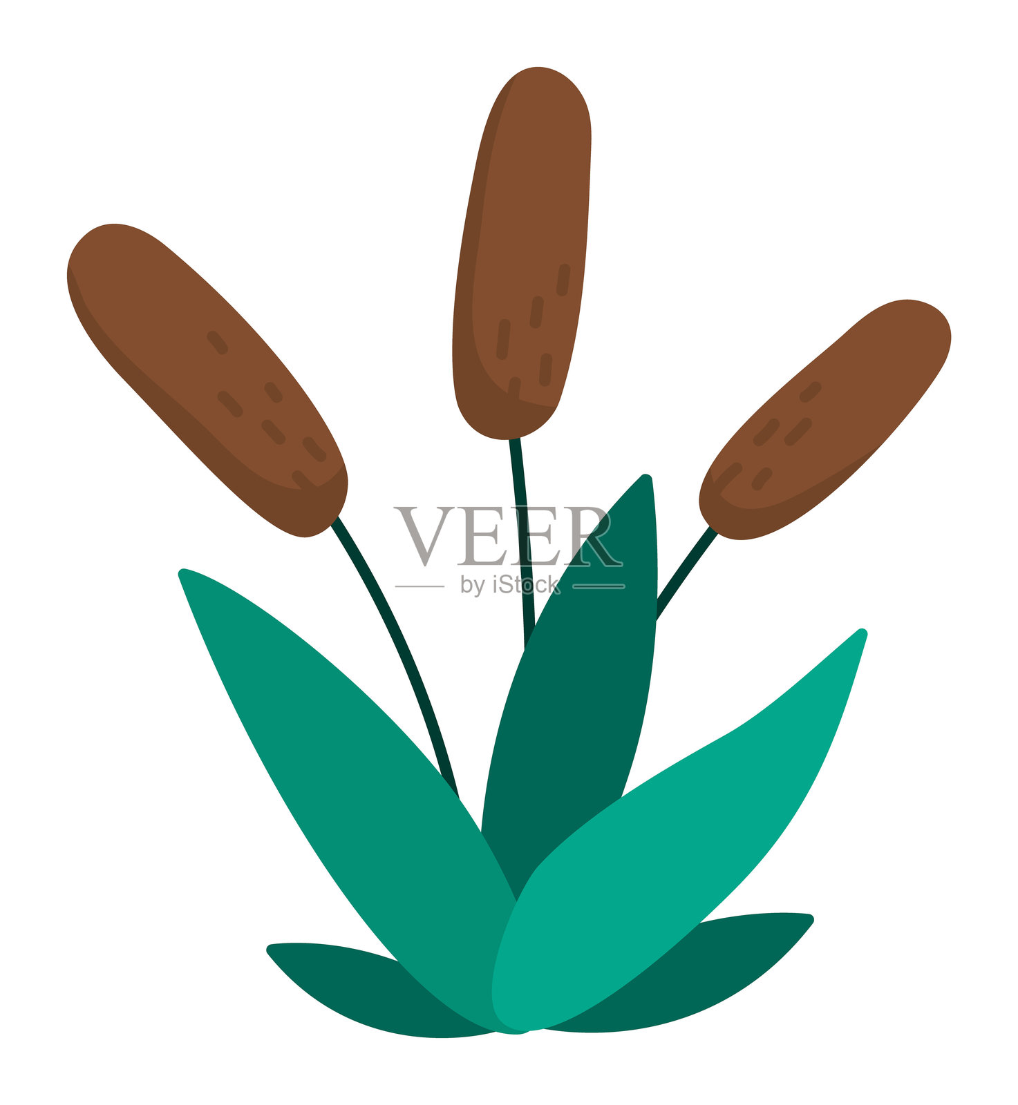 矢量芦苇图标。可爱的沼泽或湿地植物插图,独立于白色背景。水生植物剪贴画。香蒲或芦苇绿植。插画图片素材