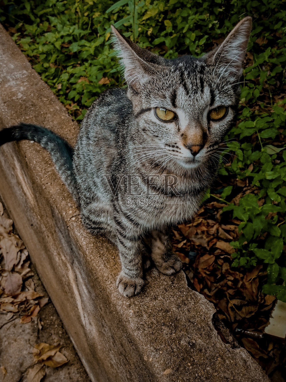 虎斑猫坐在水泥长凳上看东西照片摄影图片