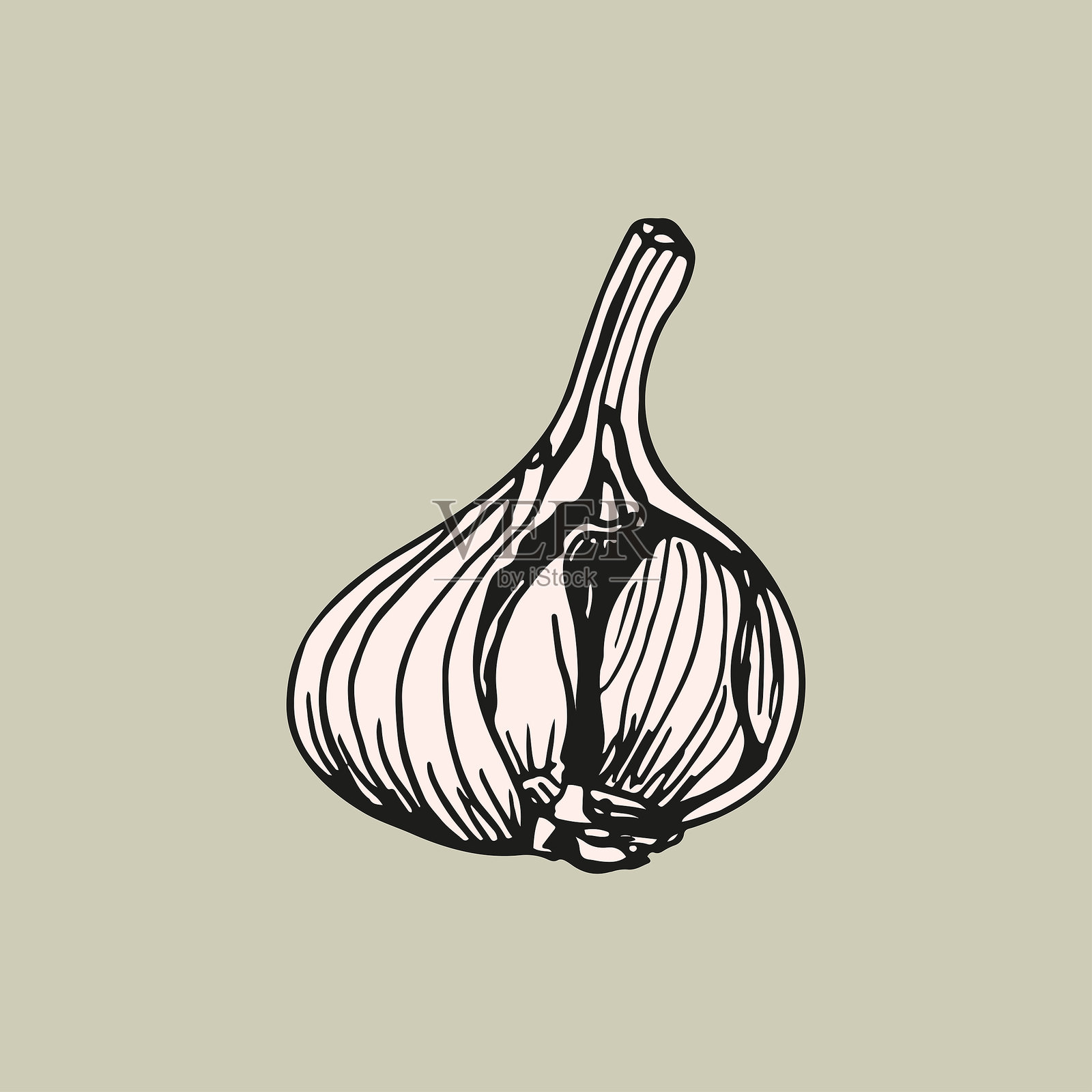 彩色大蒜素描轮廓插图。简单的涂鸦绘画,采用雕刻风格。手绘矢量线条艺术剪贴画。插画图片素材