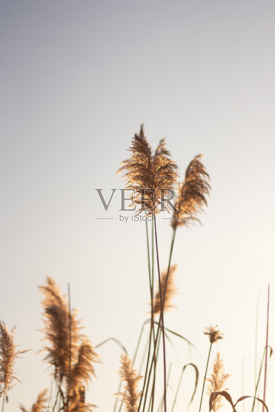 海上的日落照片摄影图片