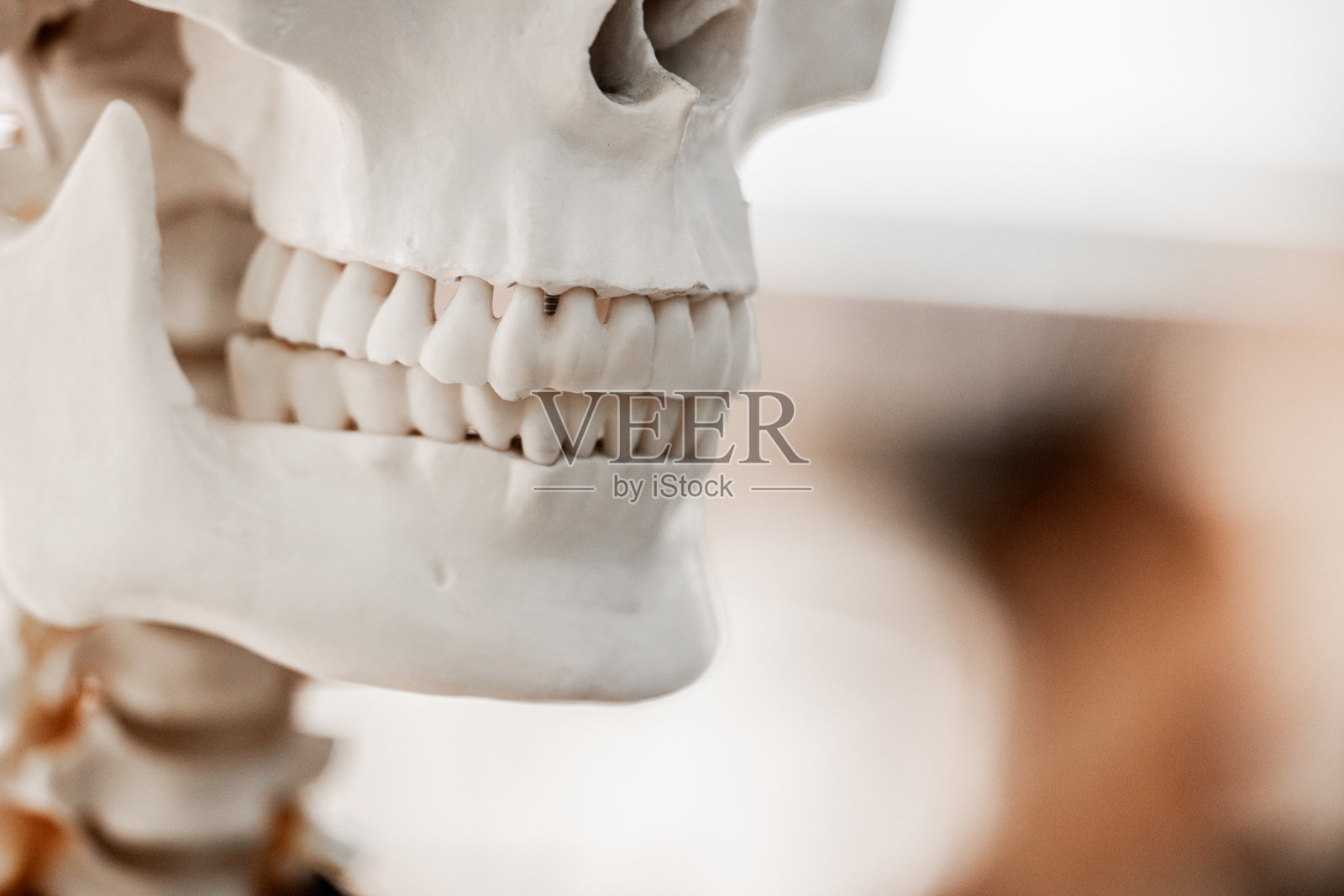 用于牙科研究的人体骨骼模型上的牙科模型照片摄影图片