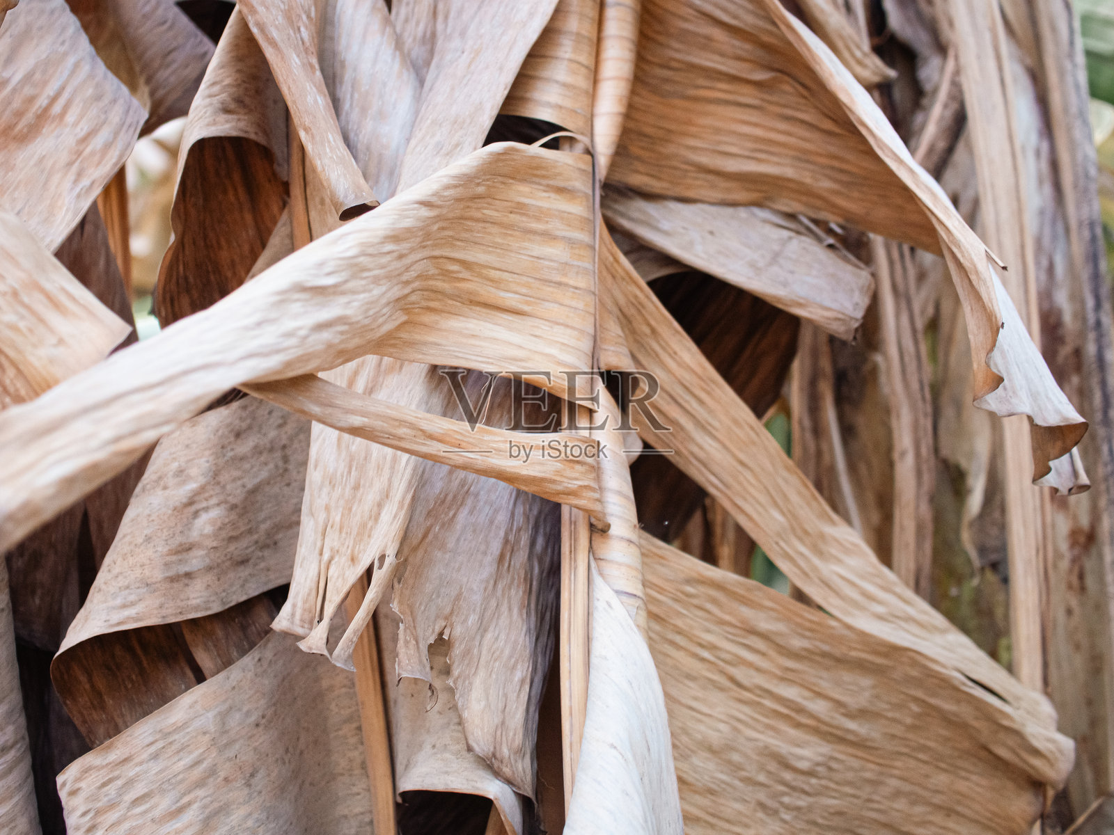 香蕉叶照片摄影图片