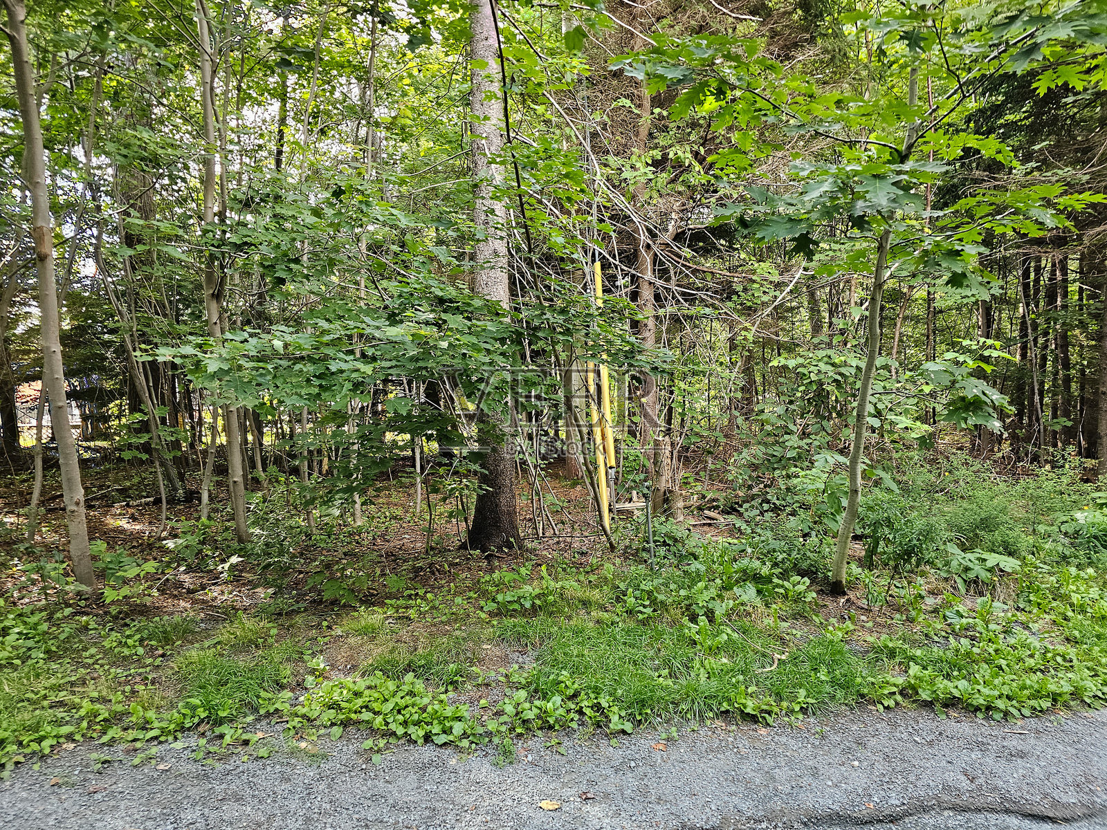 林缘的植被照片摄影图片