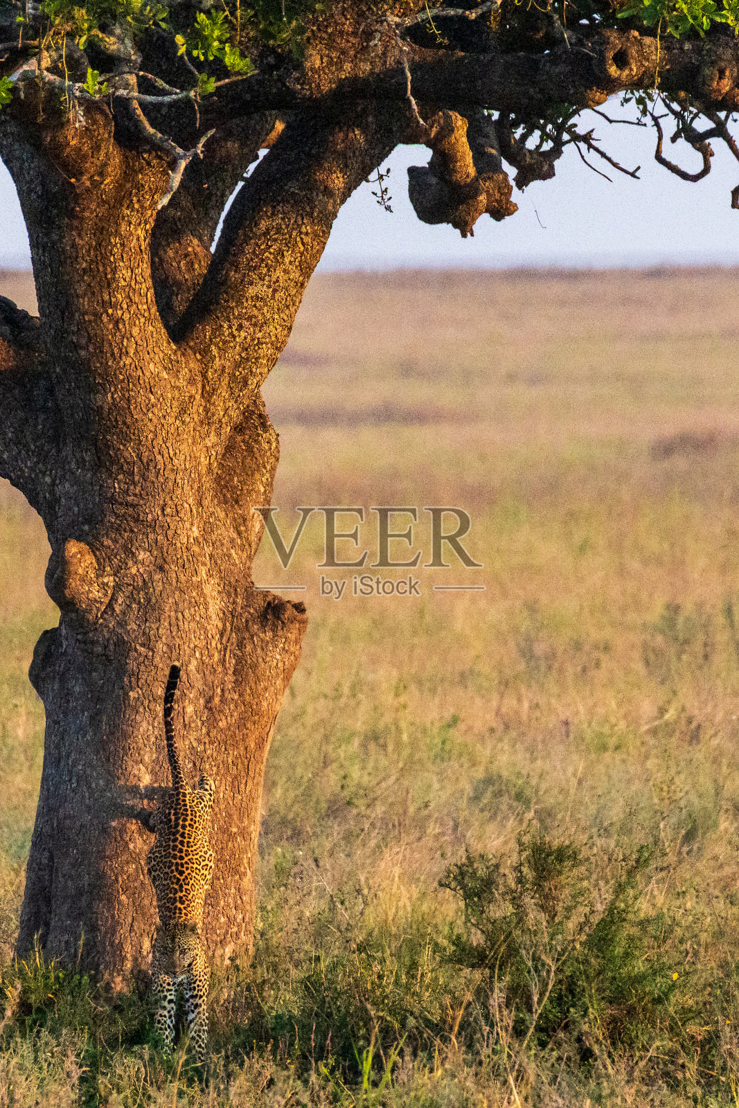塞伦盖蒂的豹子目击照片摄影图片