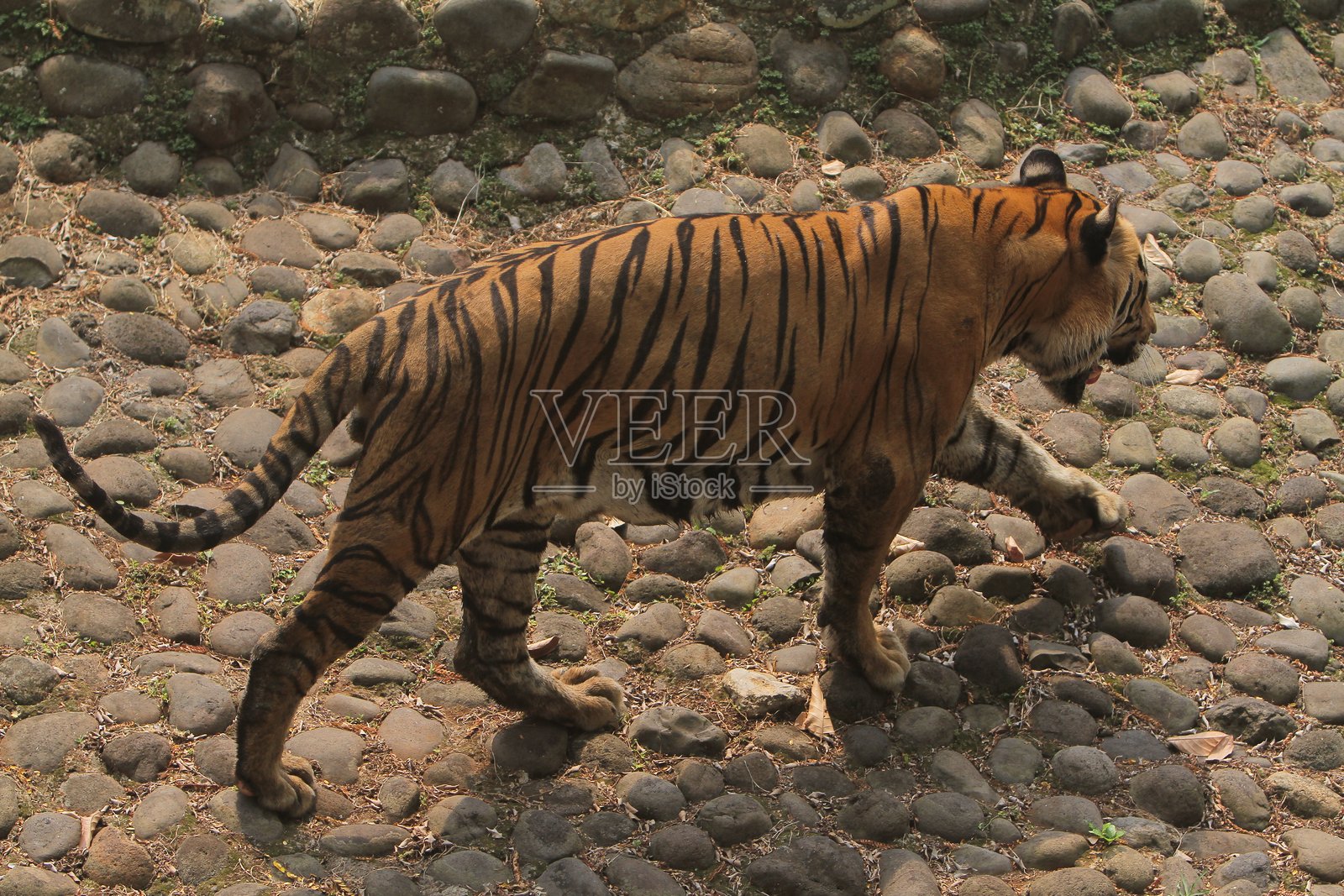 大猫照片摄影图片