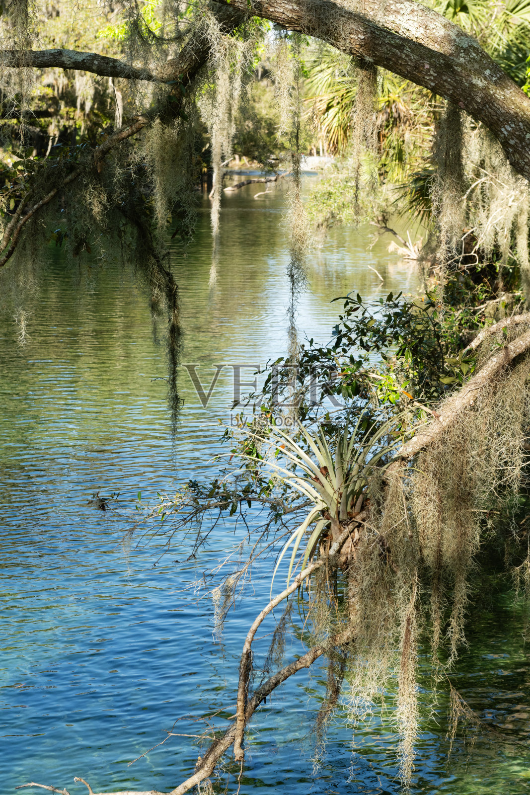 佛罗里达州蓝泉州立公园的棕榈树风景照片摄影图片