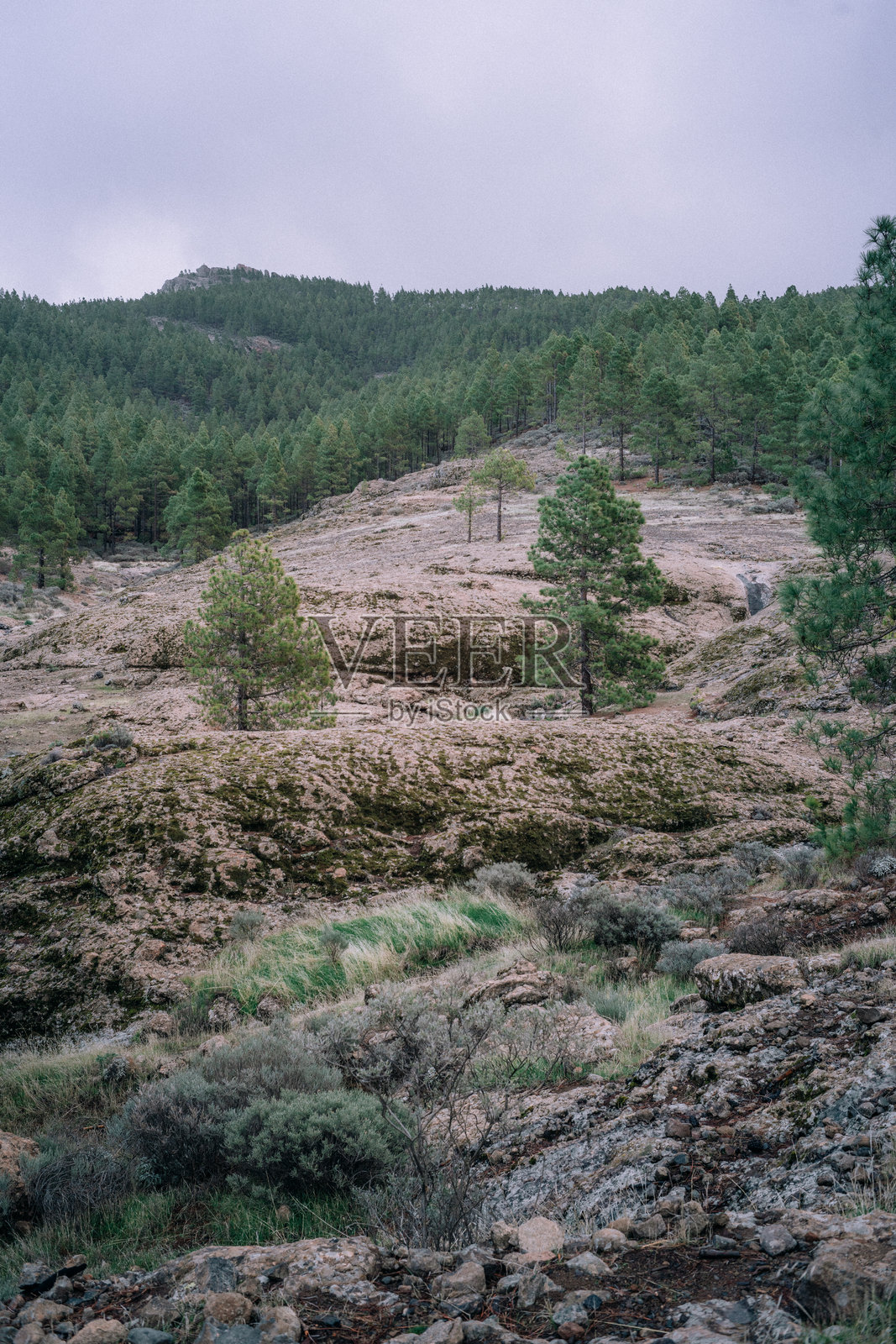 美丽的山中森林,加纳利群岛,格兰卡纳里亚岛照片摄影图片