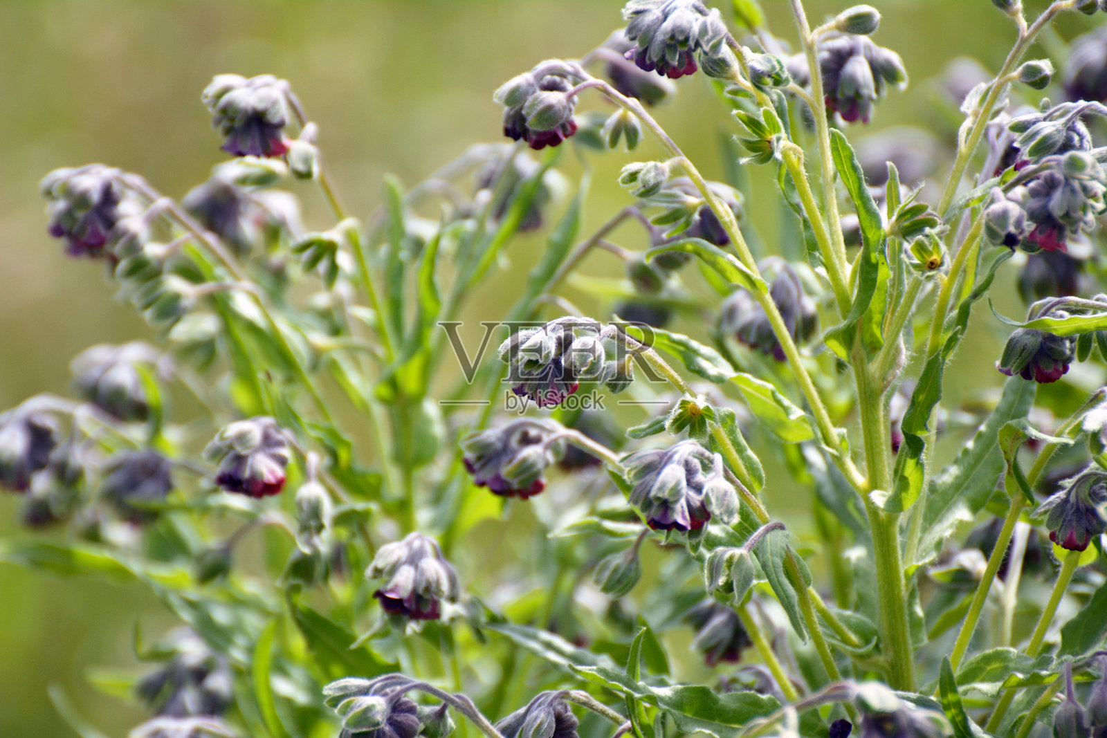 野生的紫草花盛开照片摄影图片