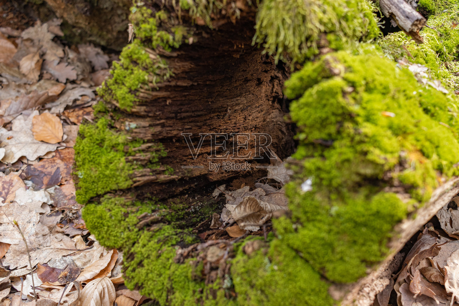 树桩上长满了苔藓。被砍伐的苔藓树的特写镜头。照片摄影图片