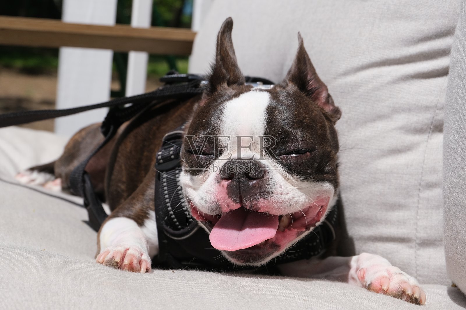 波士顿犬在阳光下微笑照片摄影图片