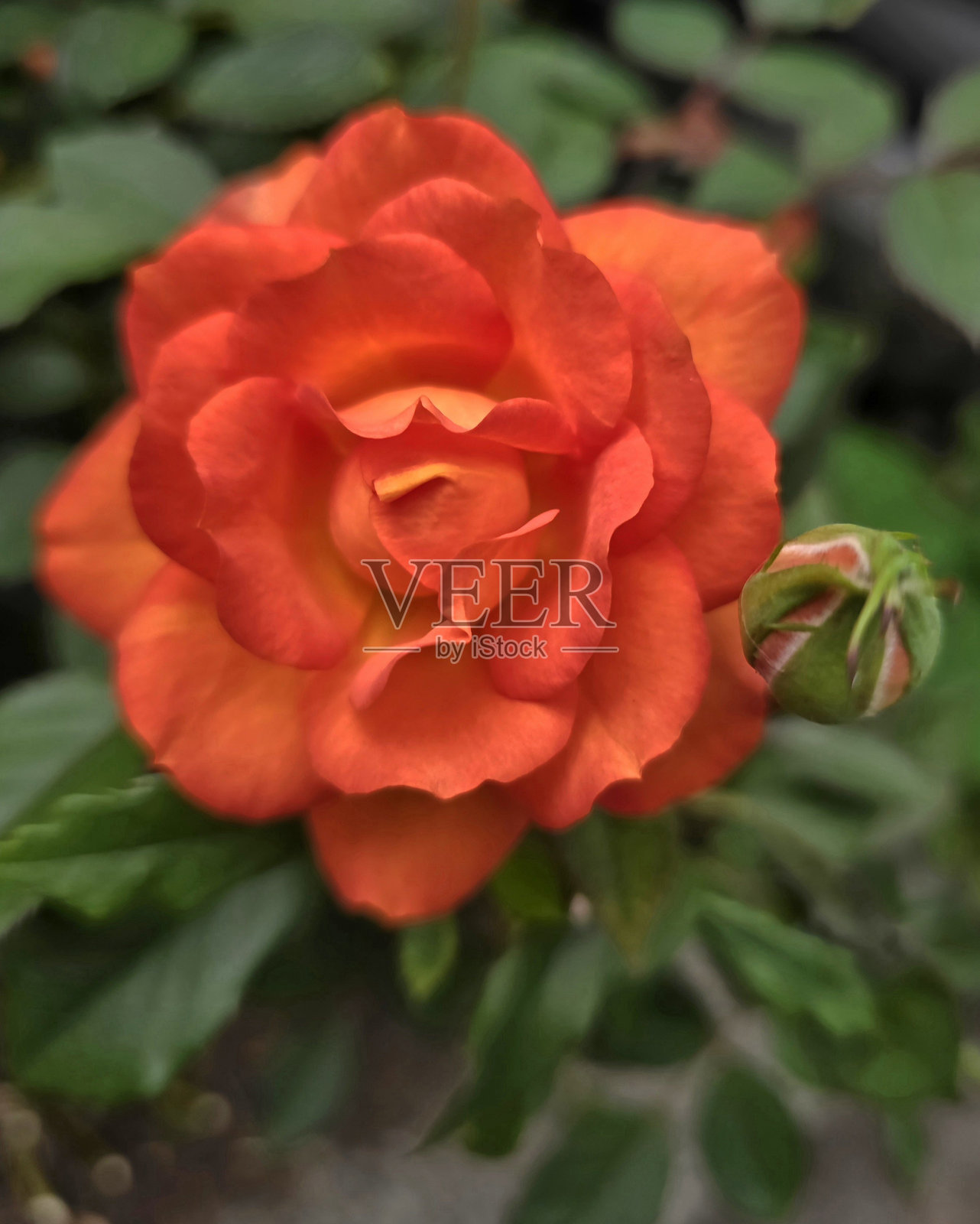 温哥华斯坦利公园海堤公共公园和休息区中不断变化的花卉和植物照片摄影图片