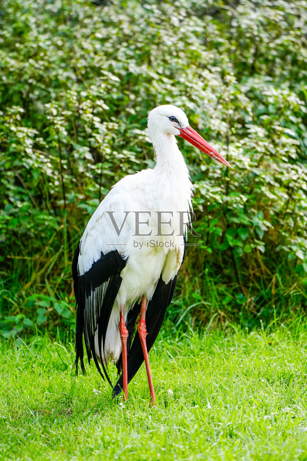 绿色草地上一只白鹳的肖像。鸟在自然栖息地。照片摄影图片