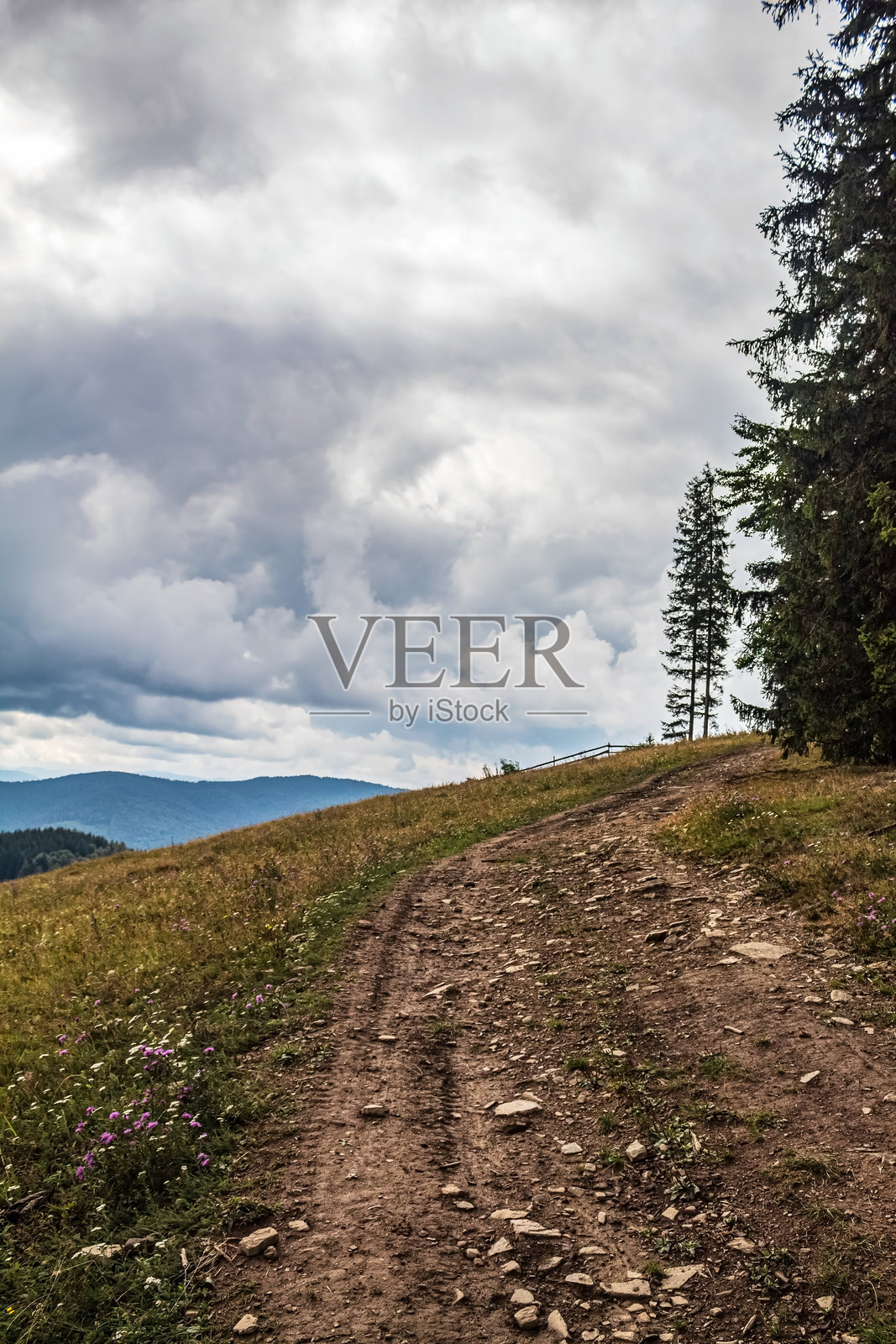 风景 - 森林 - 欧洲,罗马尼亚,苏恰瓦地区照片摄影图片