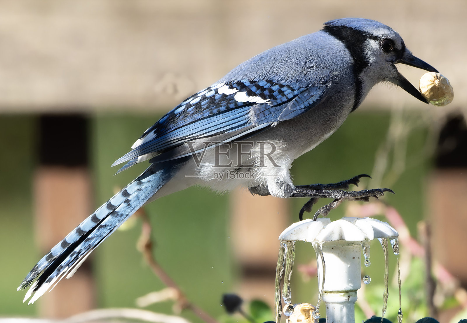 后院甲板上的蓝松鸦照片摄影图片