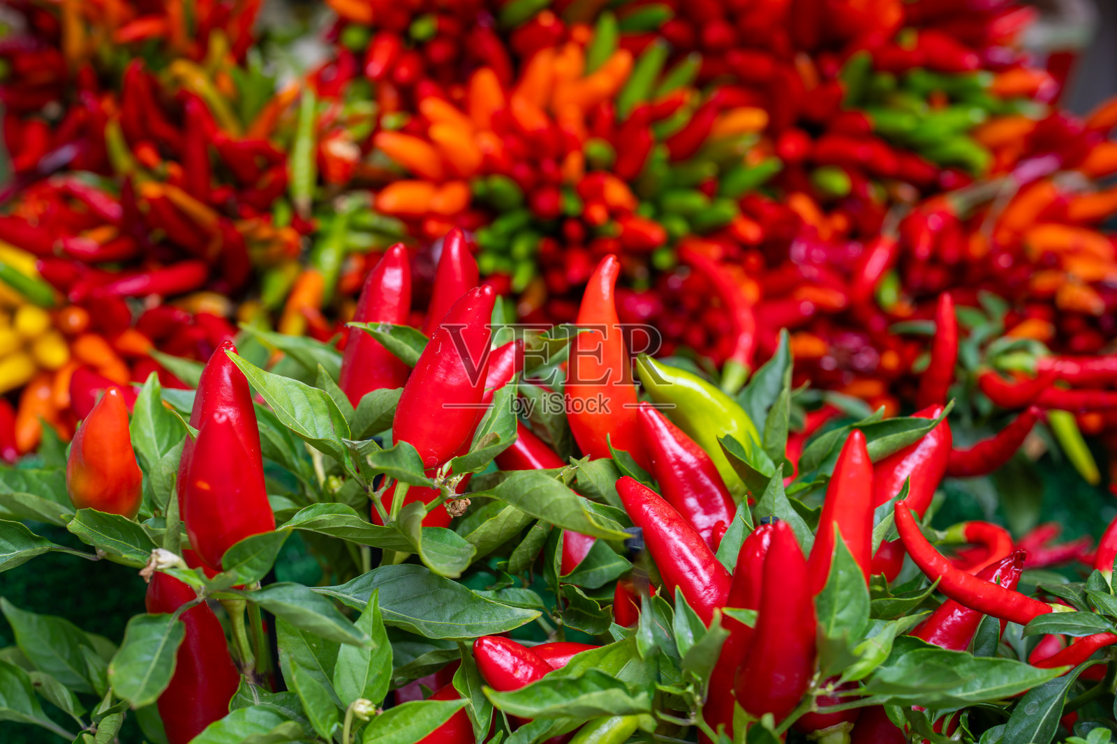 威尼斯里亚尔托桥市场上的一堆五彩缤纷的辣椒。照片摄影图片