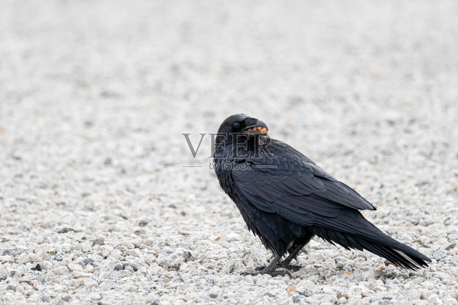 乌鸦在收集食物照片摄影图片
