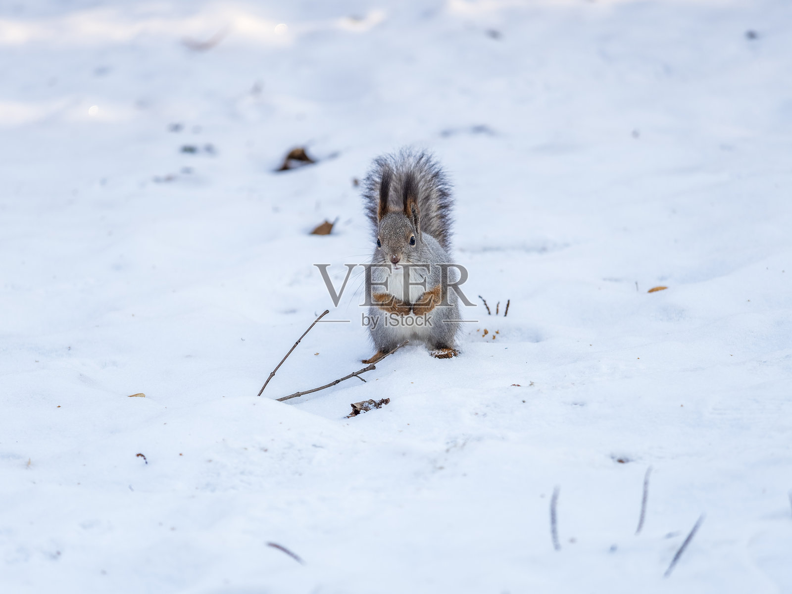 一只松鼠在冬天的肖像在白色的雪背景照片摄影图片