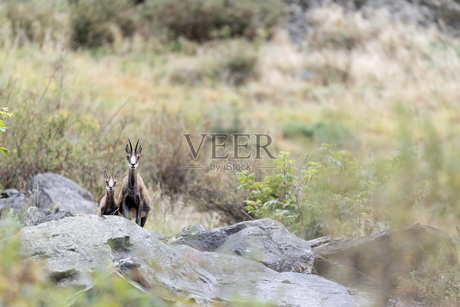 警觉的高山岩羚羊雌性带着小狗在岩石上(Rupicapra Rupicapra)照片摄影图片