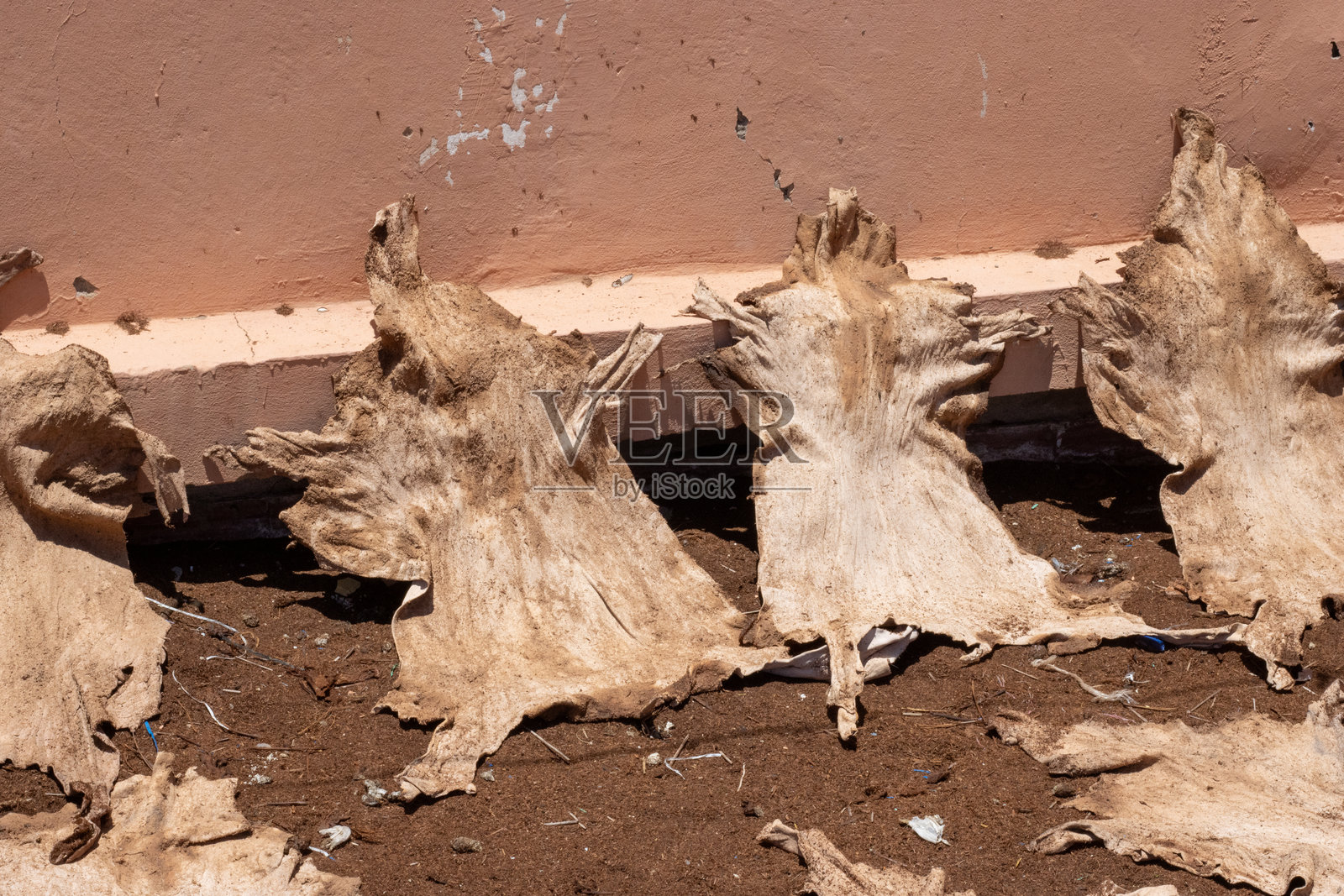 摩洛哥马拉喀什典型皮革鞣制厂中的干皮革照片摄影图片