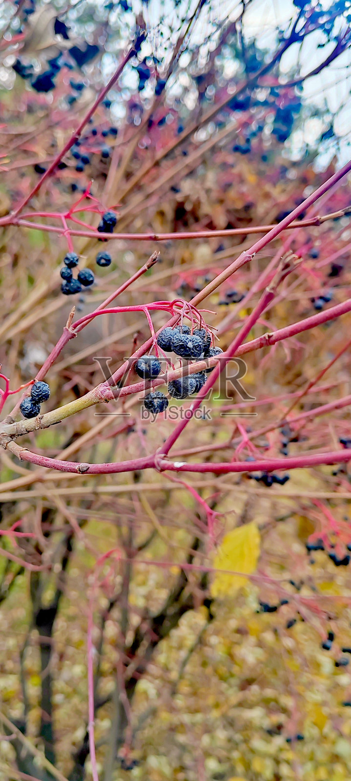 秋天的拥抱照片摄影图片