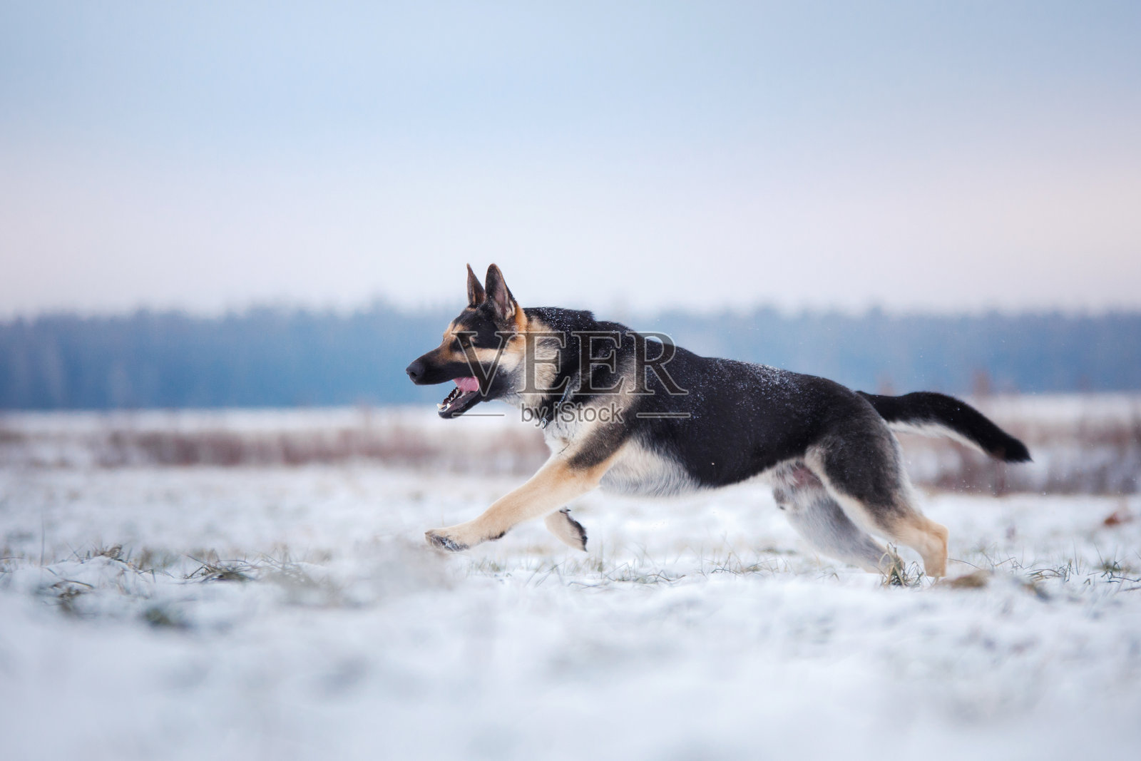 冬天雪地里的狗。活泼的东欧牧羊犬在大自然中玩耍。照片摄影图片
