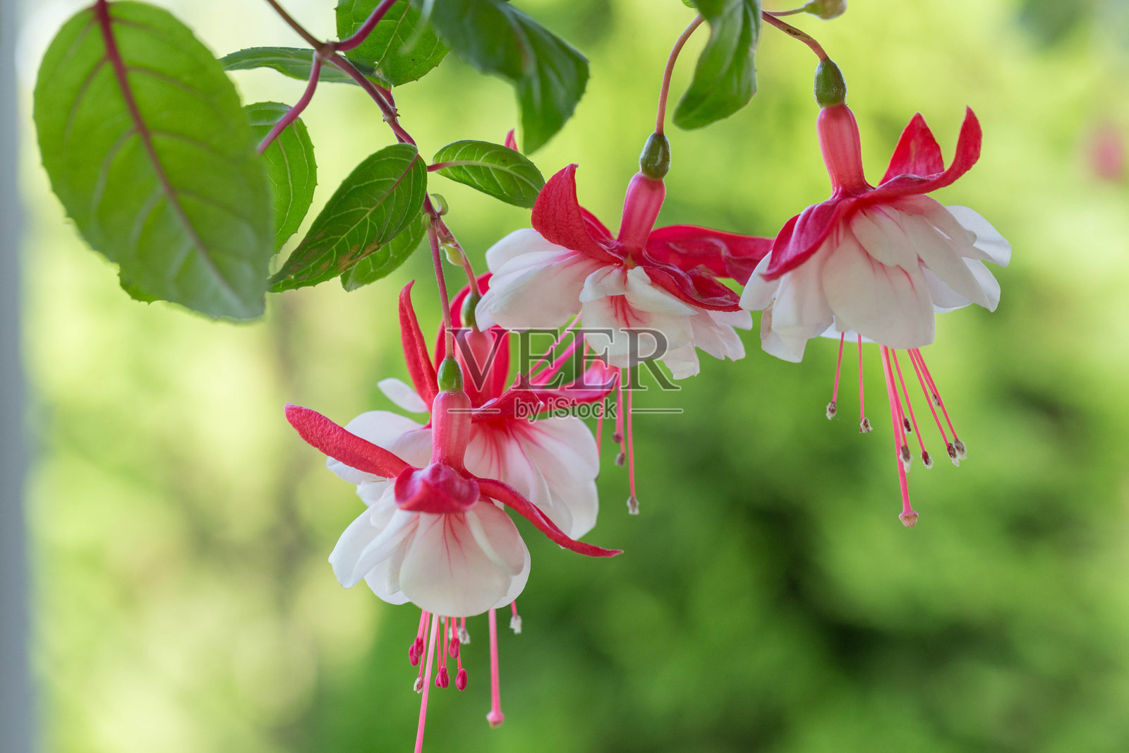紫红色雪焰花。大型双瓣花朵,配有鲜红色的萼片和优雅波浪状的白色花冠。选择性对焦。花卉背景。照片摄影图片