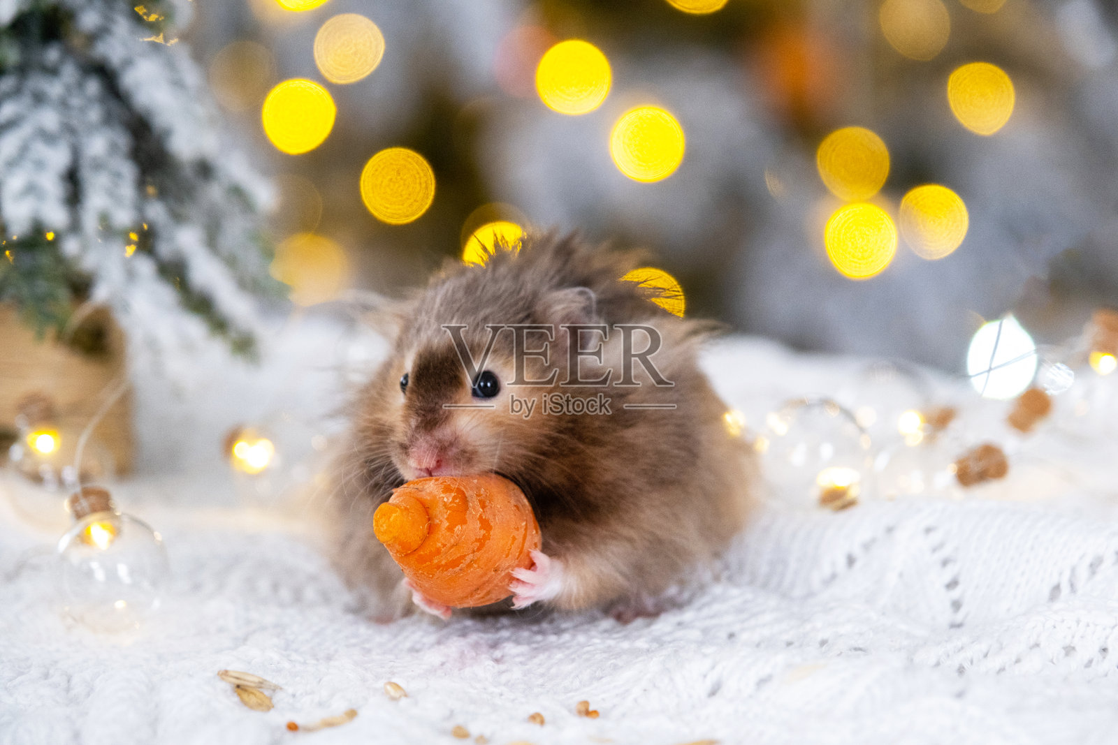 一只搞笑的毛茸茸的仓鼠在圣诞背景下啃胡萝卜,周围有闪烁的灯光和虚化效果。照片摄影图片